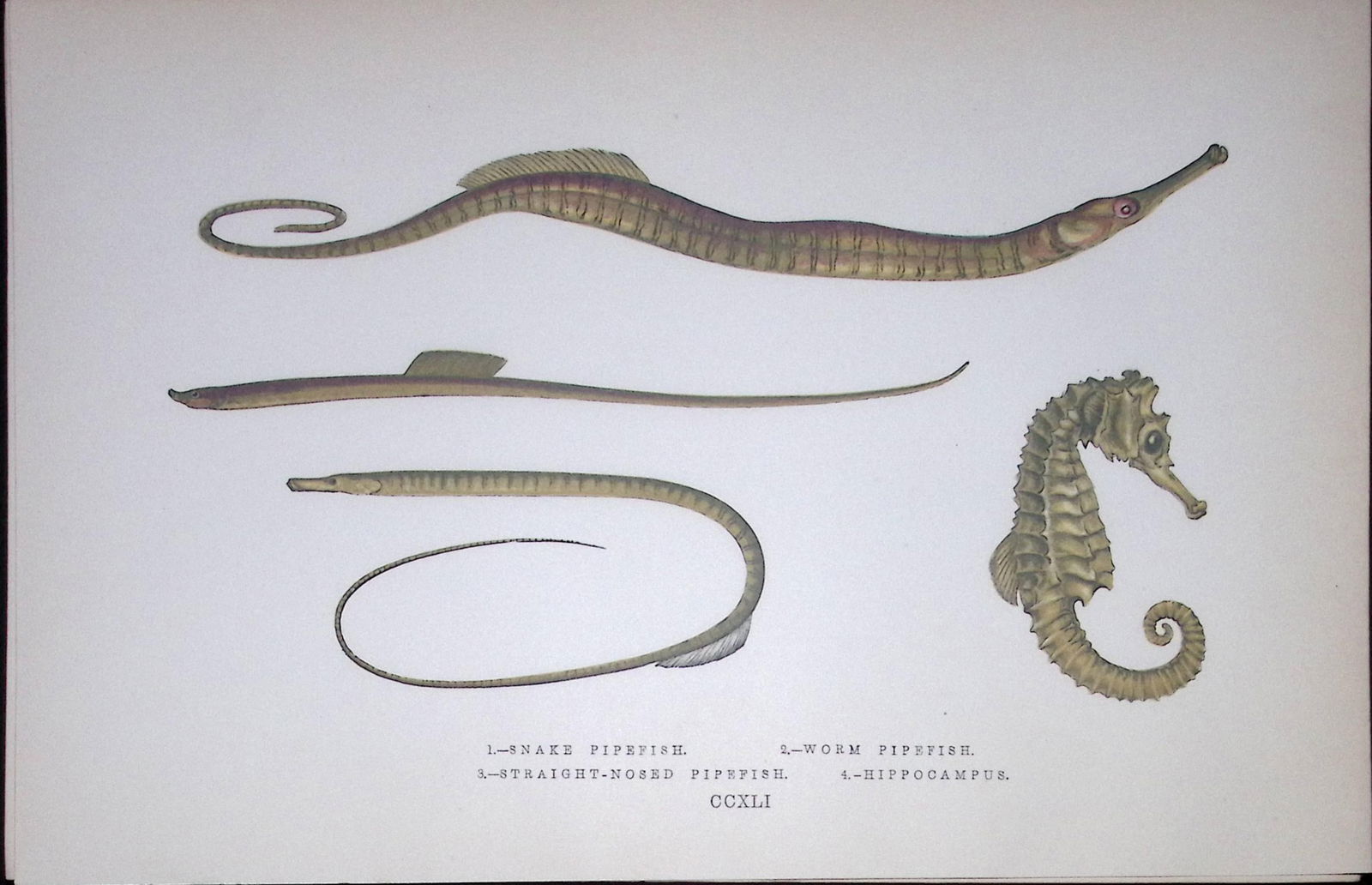 Snake & Worm Pipefish Fish Scarce Antique 1877 J. Couch Woodblock Engraving-151: Title: Snake & Worm Pipefish Fish Scarce Antique 1877 J. Couch Woodblock Engraving-151 Description: This Antique Original Coloured Woodblock Engraving Was Removed from An Edition