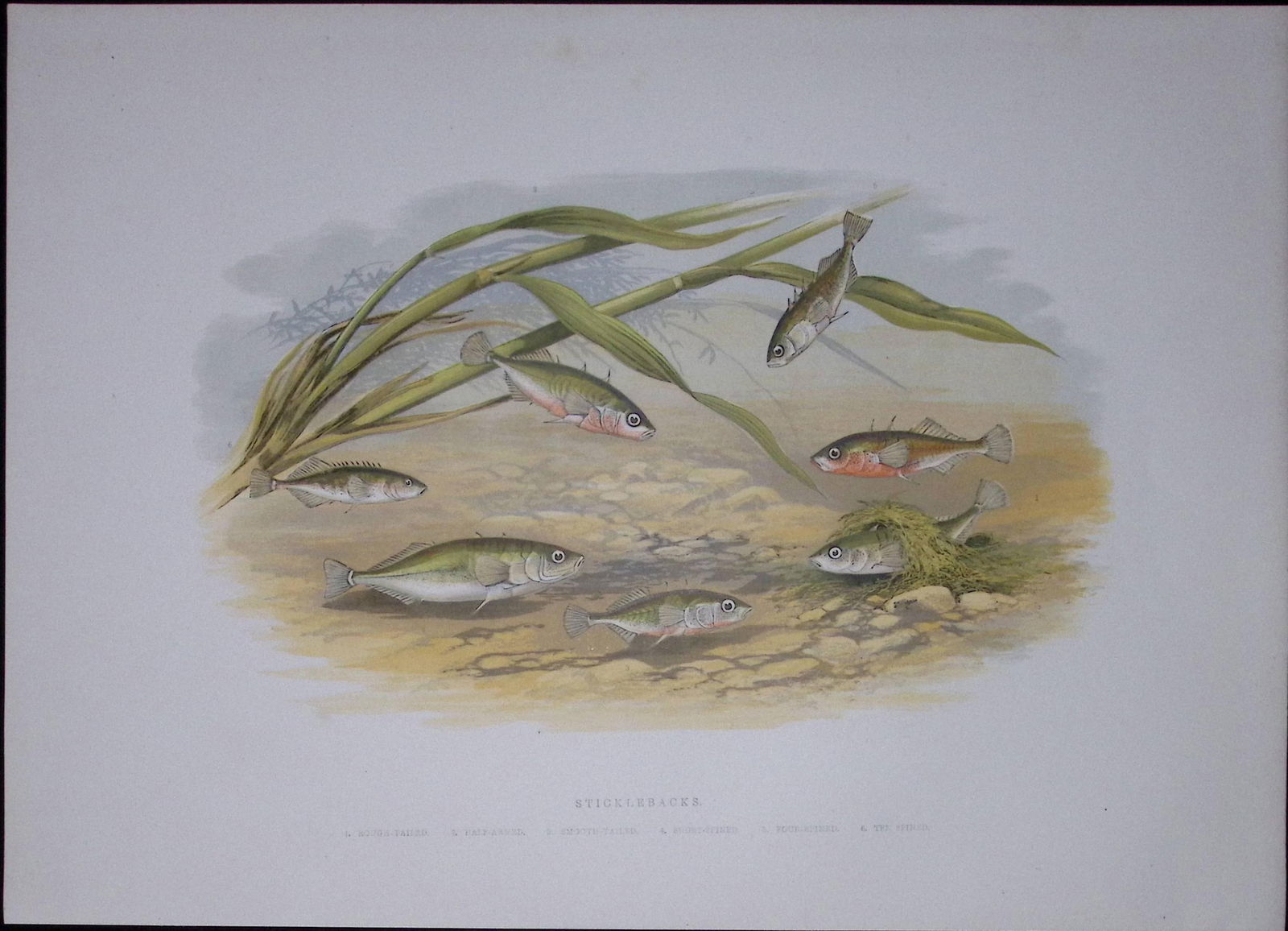 Stickleback Family Rev Houghton British Freshwater Fish 1879 Scarce Engraving-39: Title: Stickleback Family Rev Houghton British Freshwater Fish 1879 Scarce Engraving-39 Description: This First Edition Wood Engraving Print Was Removed from an Antique Edition. From The