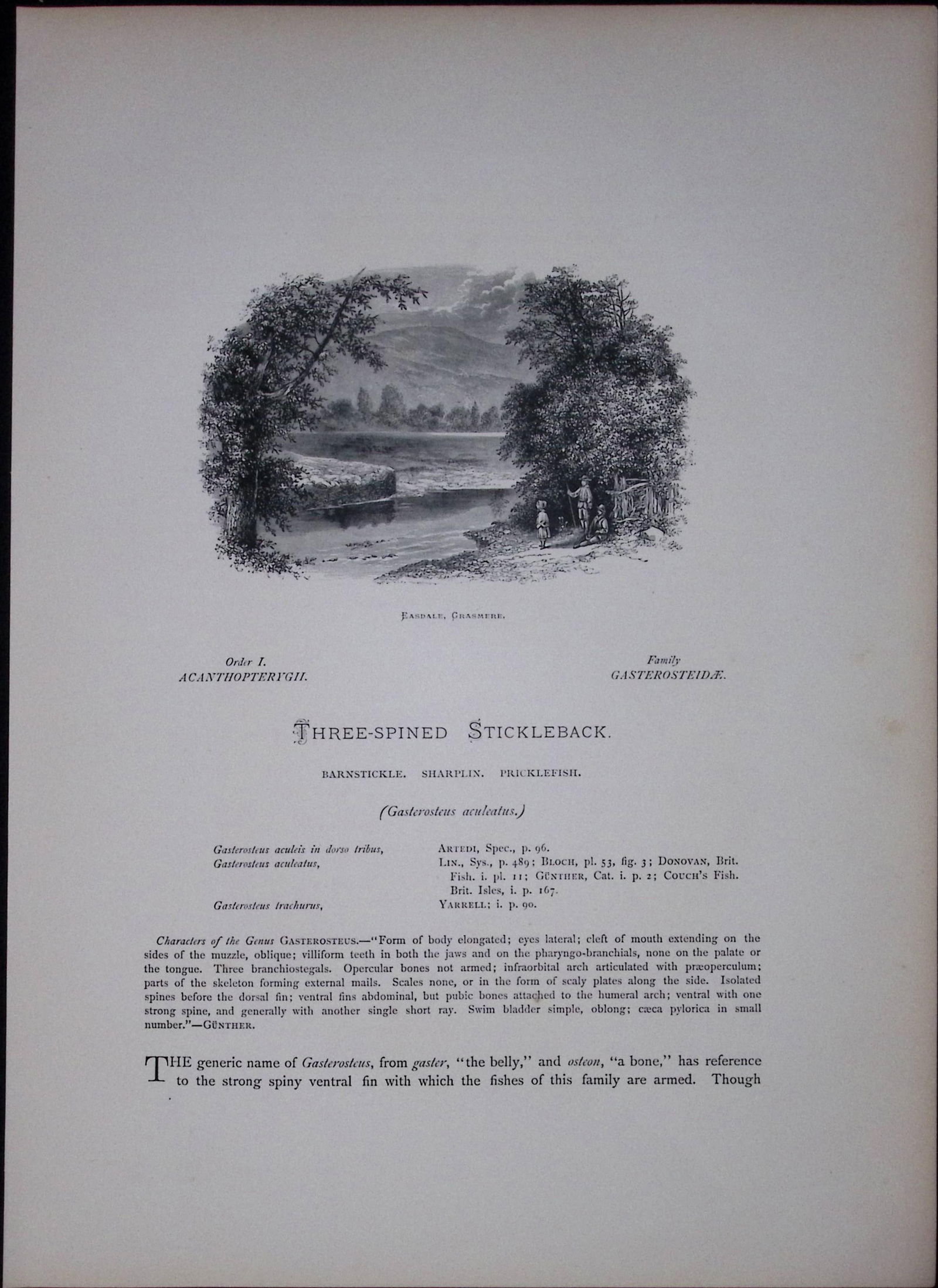 Stickleback Family Rev Houghton British Freshwater Fish 1879 Scarce Engraving-39 - 2