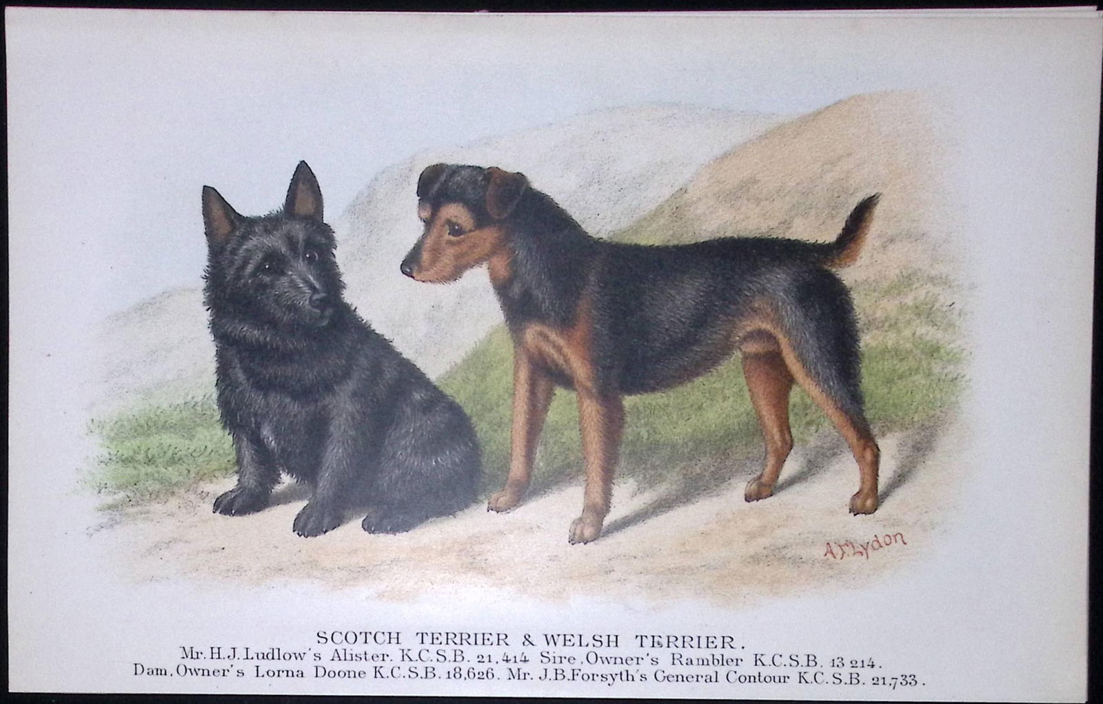 Scots & Welsh Terrier British Dogs by Hugh Dalziel 1889 Antique Coloured Book Plate-14: Title: Scots & Welsh Terrier British Dogs by Hugh Dalziel 1889 Antique Coloured Book Plate-14 Description: This Antique Book Plate Was Removed from a Edition of British Dogs by H
