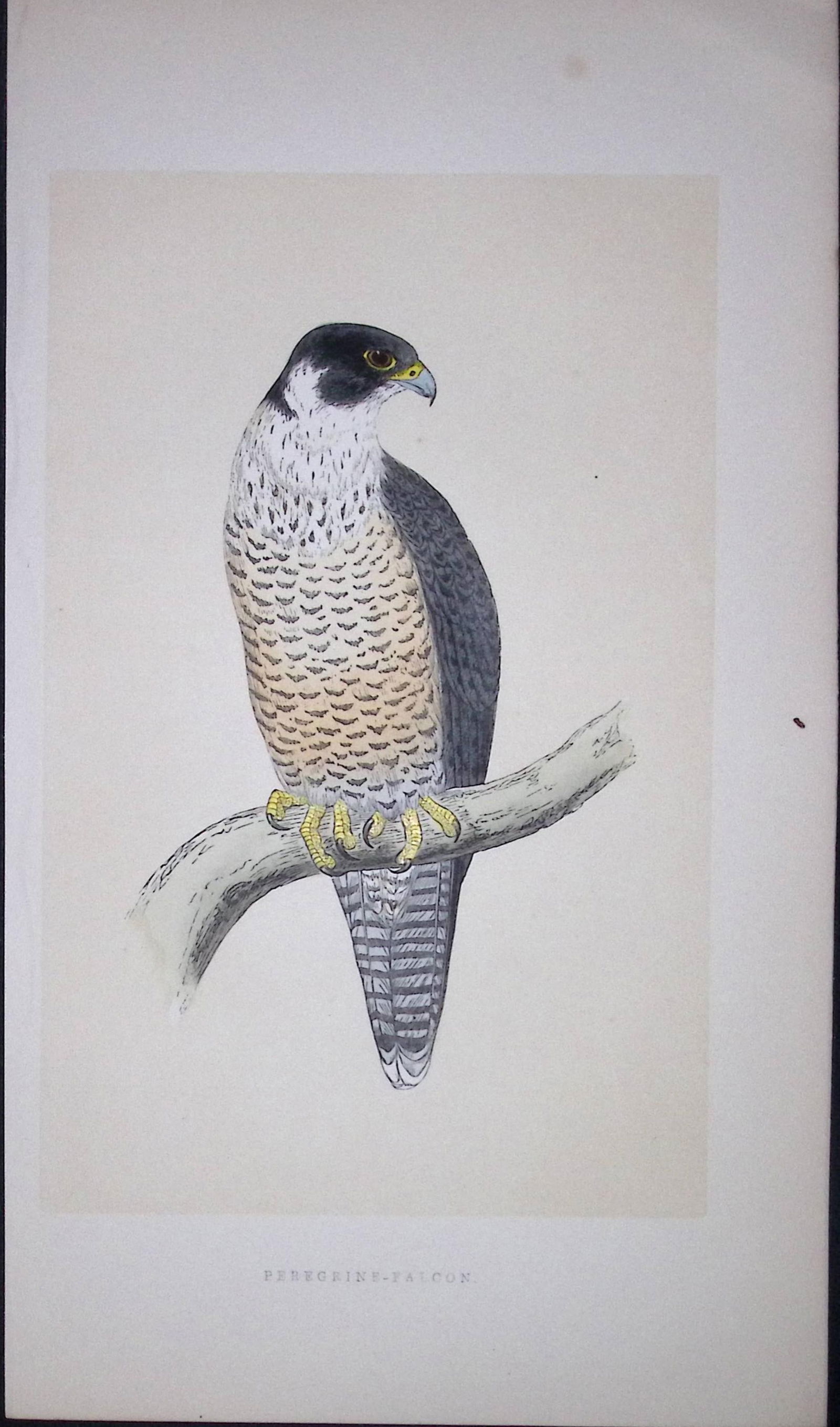 Peregrine-Falcon Bird- Rev Morris First Edition Antique Woodblock Engraving-13: Title: Peregrine-Falcon Bird- Rev Morris First Edition Antique Woodblock Engraving-13 Description: This Chromolithographic Woodblock Engraving Has Been Removed from a First Antique E