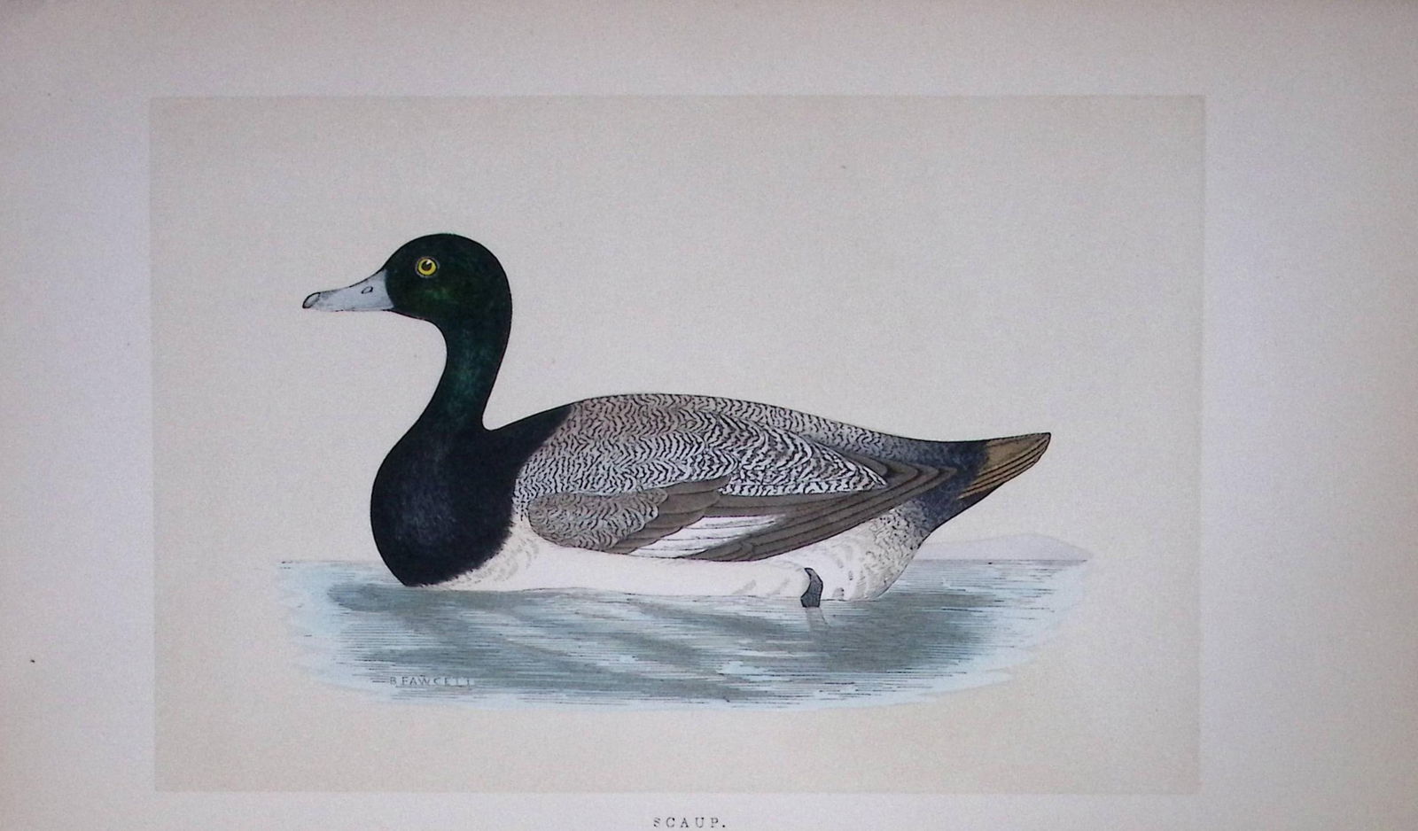 Scaup Duck Bird- Rev Morris First Edition Antique Woodblock Engraving-114: Title: Scaup Duck Bird- Rev Morris First Edition Antique Woodblock Engraving-114 Description: This Chromolithographic Woodblock Engraving Has Been Removed from a First Antique Editio