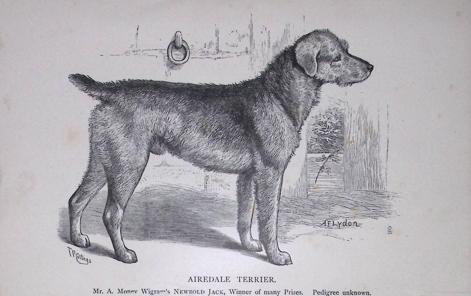 Airedale Terrier British Dogs by Hugh Dalziel 1889 Antique Book Plate-65: Title: Airedale Terrier British Dogs by Hugh Dalziel 1889 Antique Book Plate-65 Description: This Antique Book Plate Was Removed from a Edition of British Dogs by Hugh Dalziel 1889.<