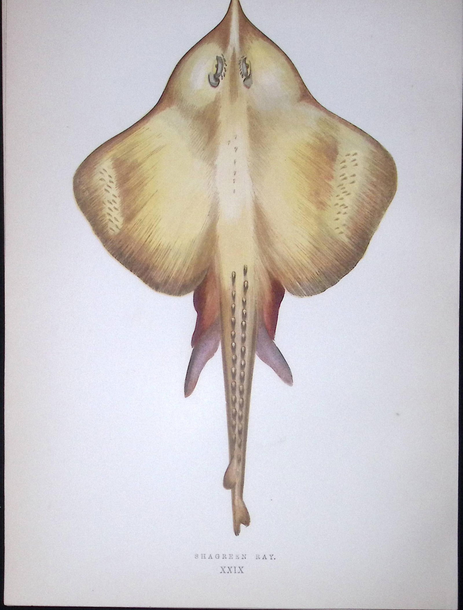Shagreen Ray Fish Scarce Antique 1877 J. Couch Woodblock Engraving-109: Title: Shagreen Ray Fish Scarce Antique 1877 J. Couch Woodblock Engraving-109 Description: This Antique Original Coloured Woodblock Engraving Was Removed from An Edition of. History of The