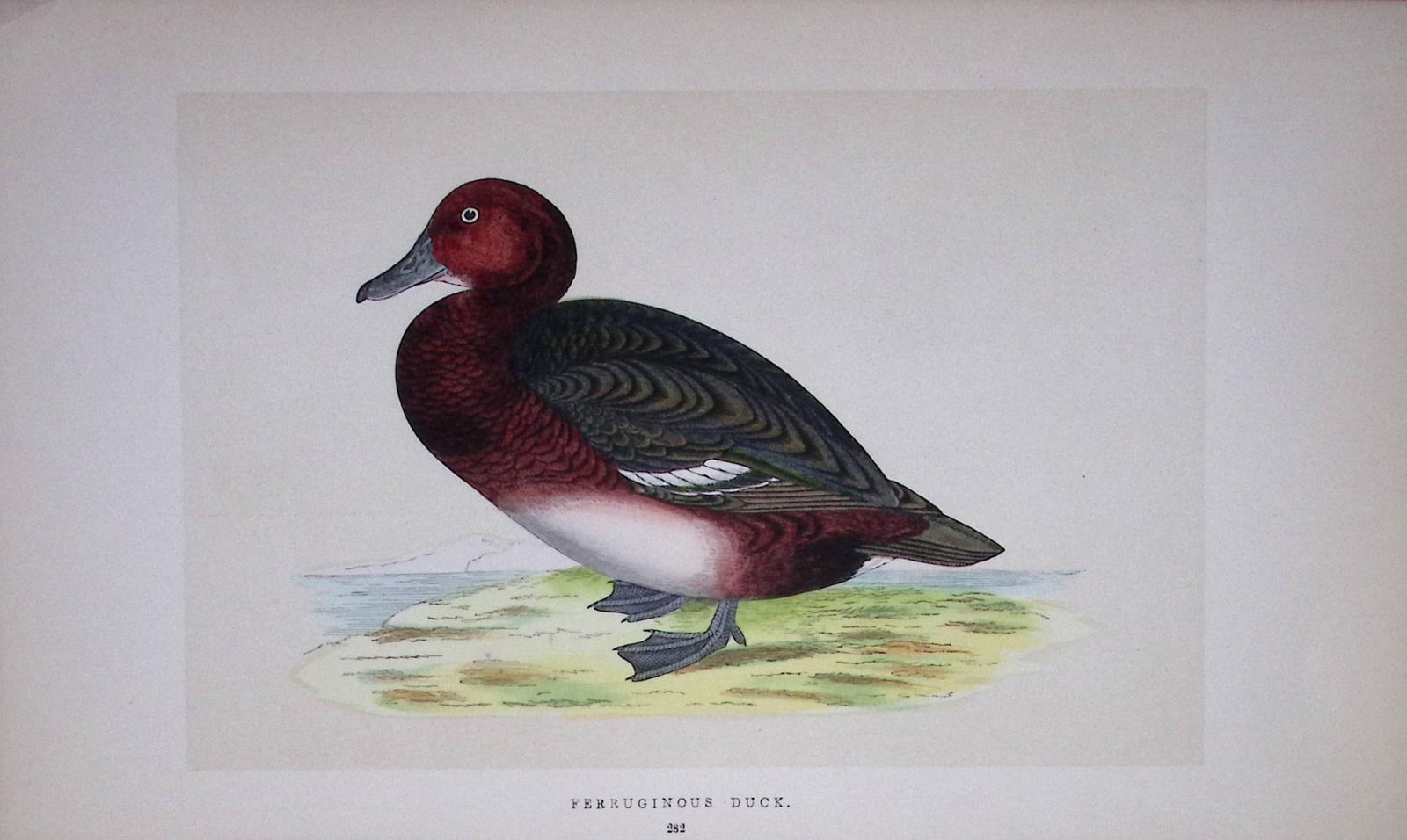 Ferruginous Duck Bird- Rev Morris First Edition Antique Woodblock Engraving-115: Title: Ferruginous Duck Bird- Rev Morris First Edition Antique Woodblock Engraving-115 Description: This Chromolithographic Woodblock Engraving Has Been Removed from a First Antique