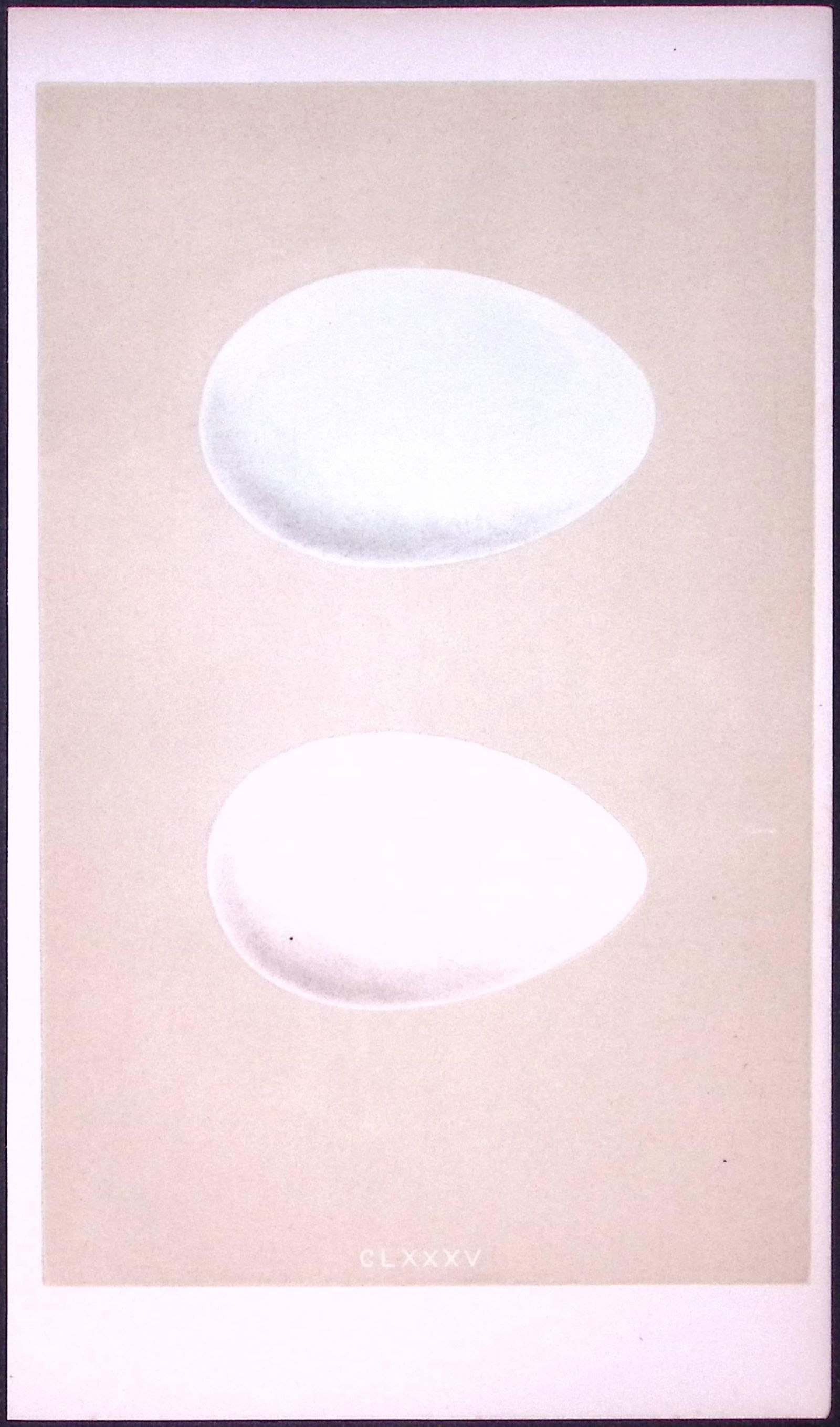 Bernacle & Brent Goose Bird Egg- Rev Morris Antique Woodblock Engraving-22: Title: Bernacle & Brent Goose Bird Egg- Rev Morris Antique Woodblock Engraving-22 Description: This Chromolithographic Woodblock Engraving Has Been Removed from a First Antique E