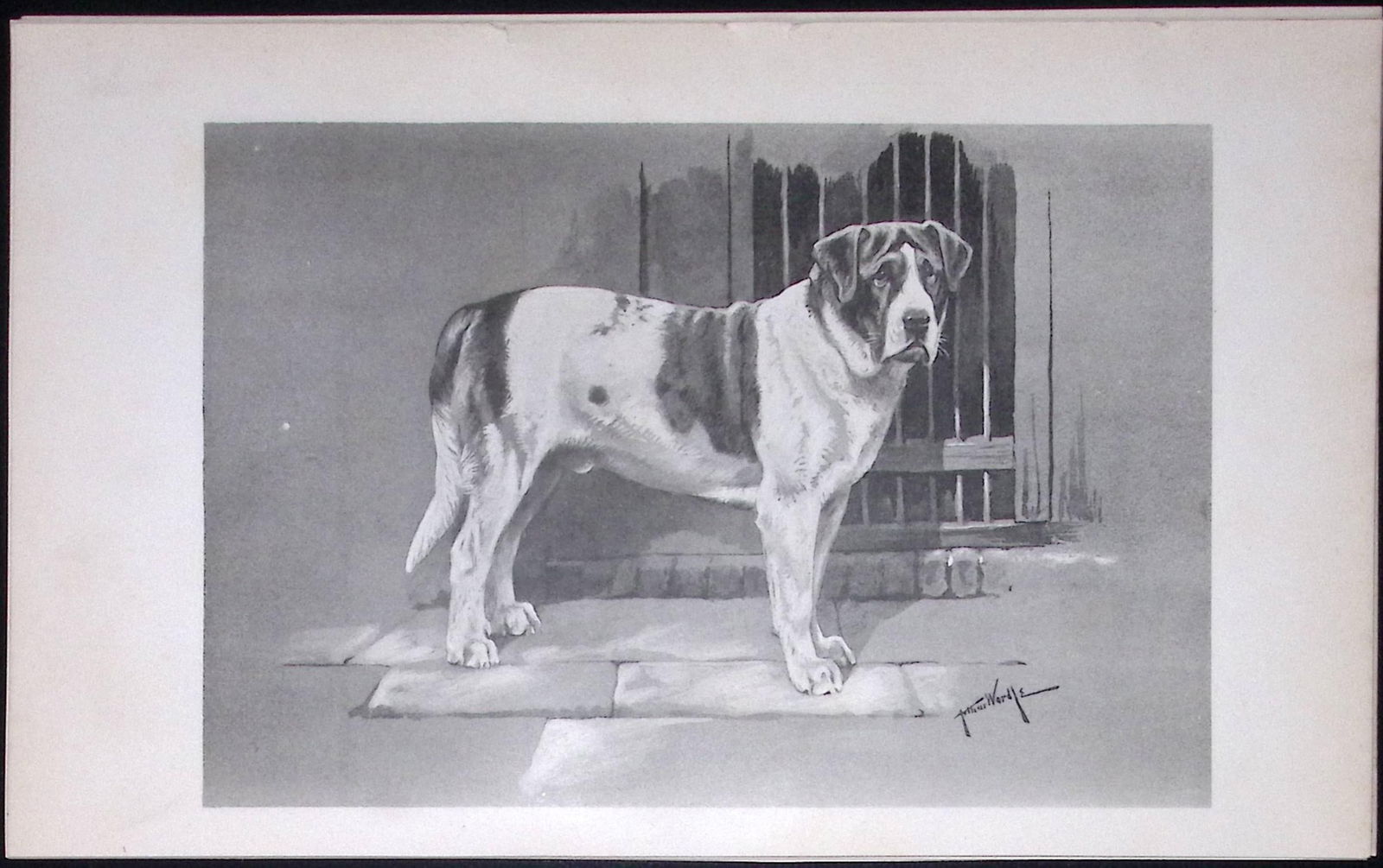 St Bernard Smooth Coated Antique Book Plate Rawdon Lee Modern Dog 1894-3: Title: St Bernard Smooth Coated Antique Book Plate Rawdon Lee Modern Dog 1894-3 Description: This Antique Book Plate Was Removed from an Edition of Modern Dogs by Rawdon Lee 1893. Each Print