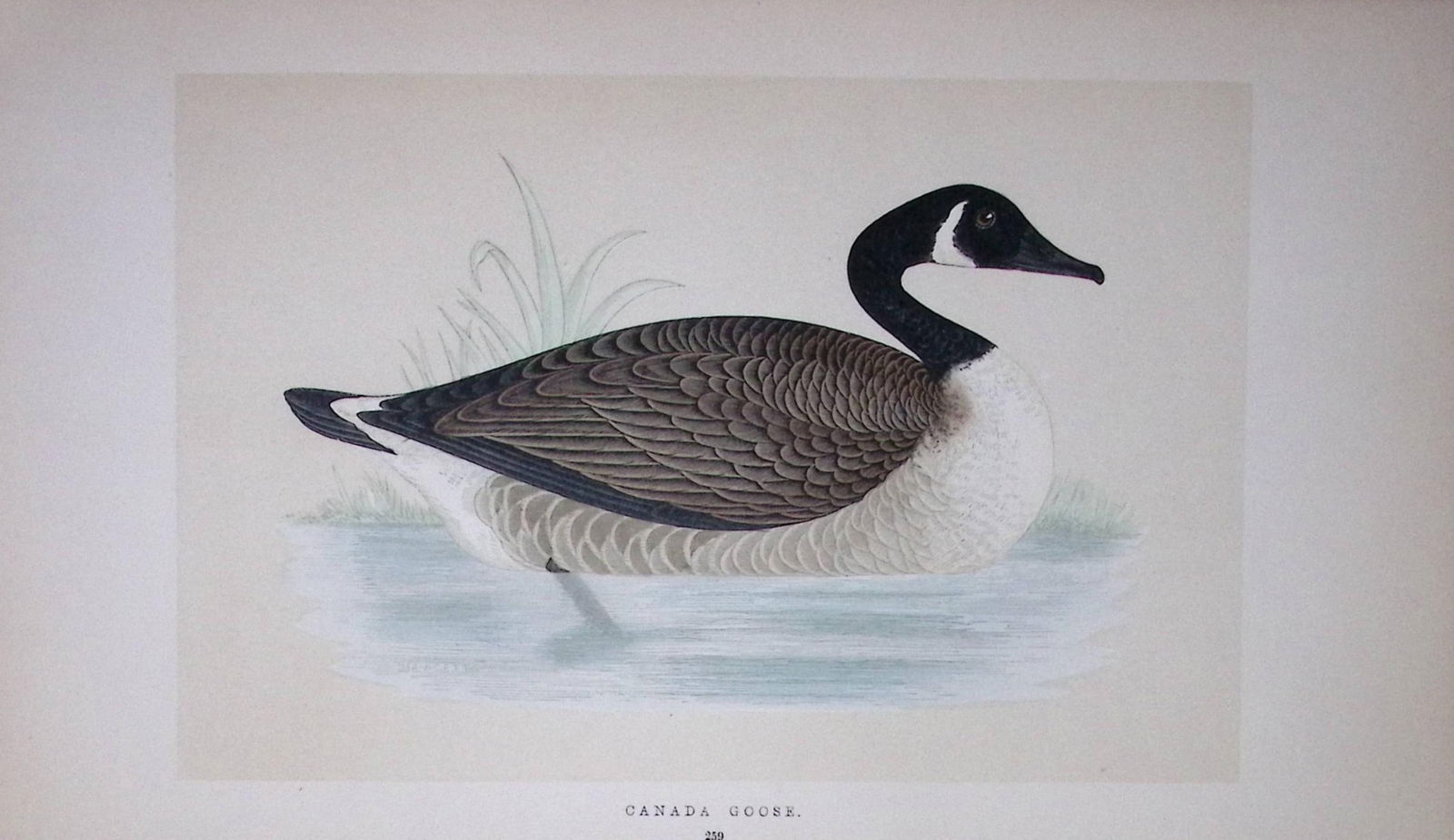 Canada Goose Bird- Rev Morris First Edition Antique Woodblock Engraving-78: Title: Canada Goose Bird- Rev Morris First Edition Antique Woodblock Engraving-78 Description: This Chromolithographic Woodblock Engraving Has Been Removed from a First Antique Editi