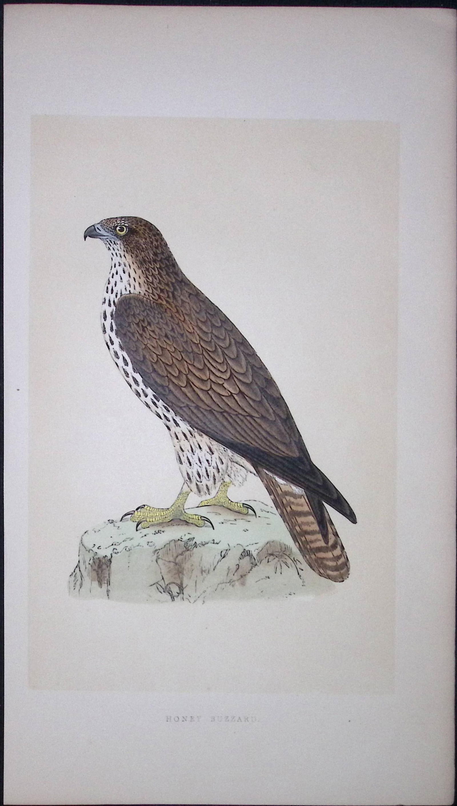 Honey Buzzard Bird- Rev Morris First Edition Antique Woodblock Engraving-9: Title: Honey Buzzard Bird- Rev Morris First Edition Antique Woodblock Engraving-9 Description: This Chromolithographic Woodblock Engraving Has Been Removed from a First Antique Editi