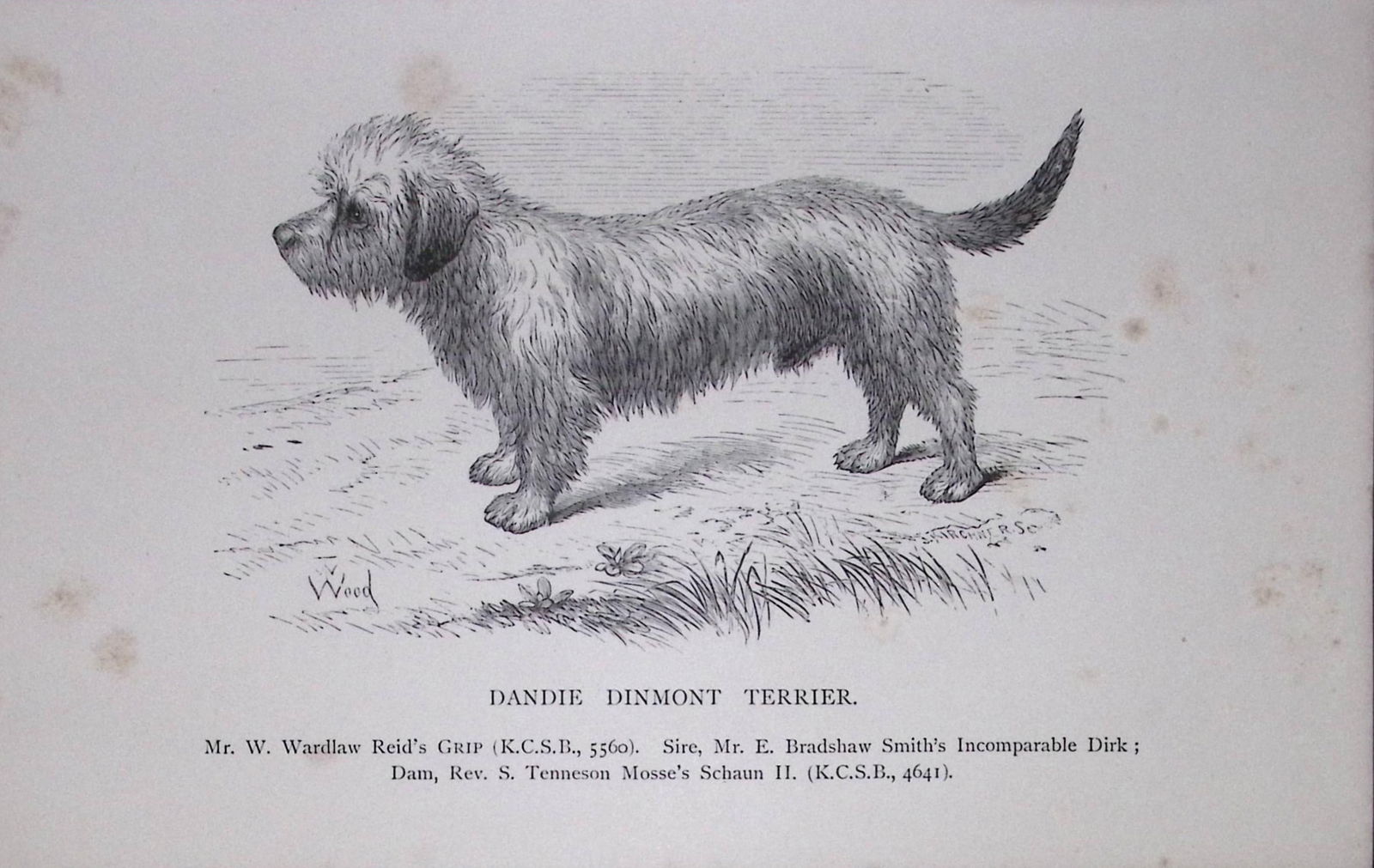 Dandie Dinmont Terrier British Dogs by Hugh Dalziel 1889 Antique Book Plate-56: Title: Dandie Dinmont Terrier British Dogs by Hugh Dalziel 1889 Antique Book Plate-56 Description: This Antique Book Plate Was Removed from a Edition of British Dogs by Hugh Dalziel