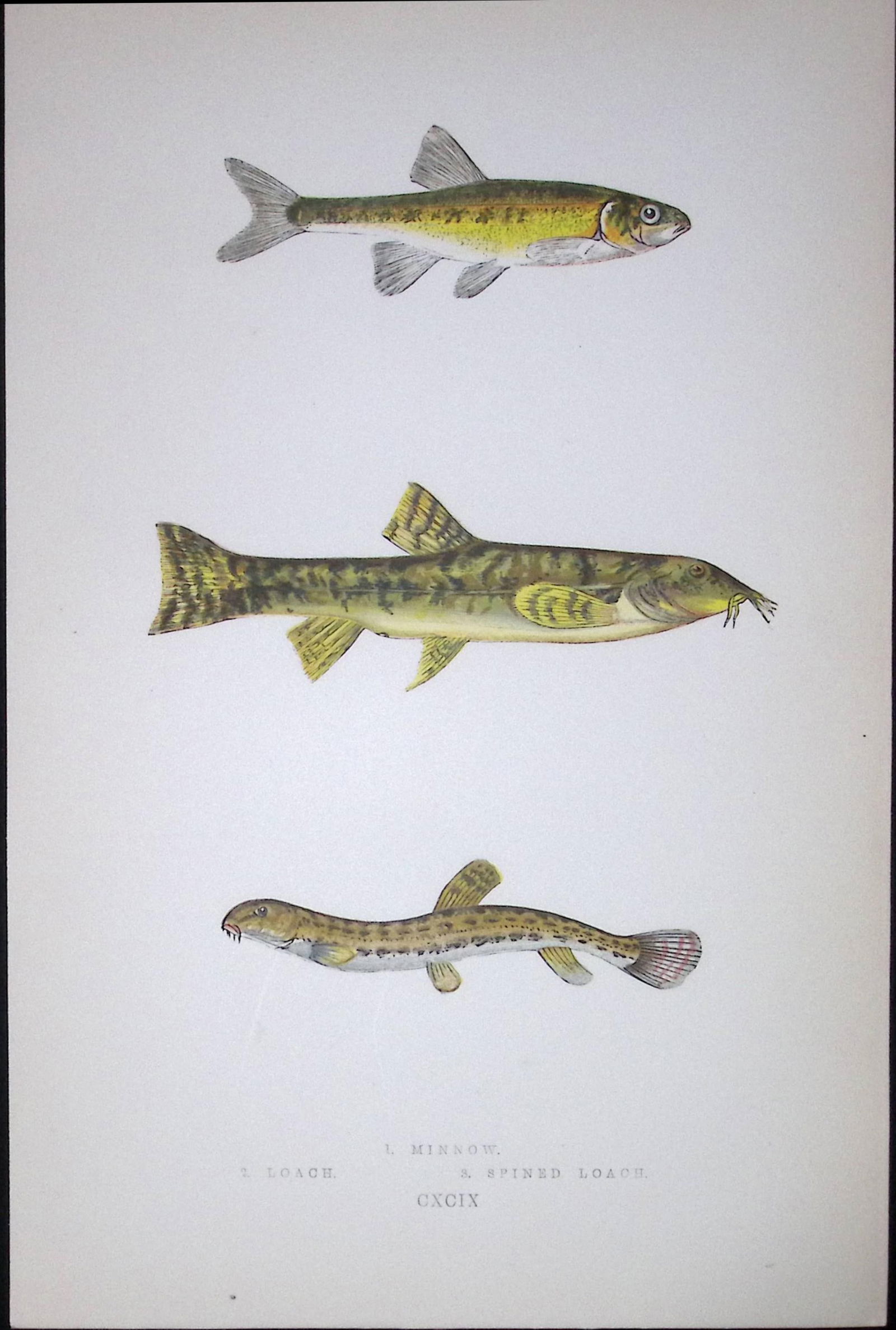 Minnow & Loach Fish Scarce Antique 1877 J. Couch Woodblock Engraving-136: Title: Minnow & Loach Fish Scarce Antique 1877 J. Couch Woodblock Engraving-136 Description: This Antique Original Coloured Woodblock Engraving Was Removed from An Edition of. History of