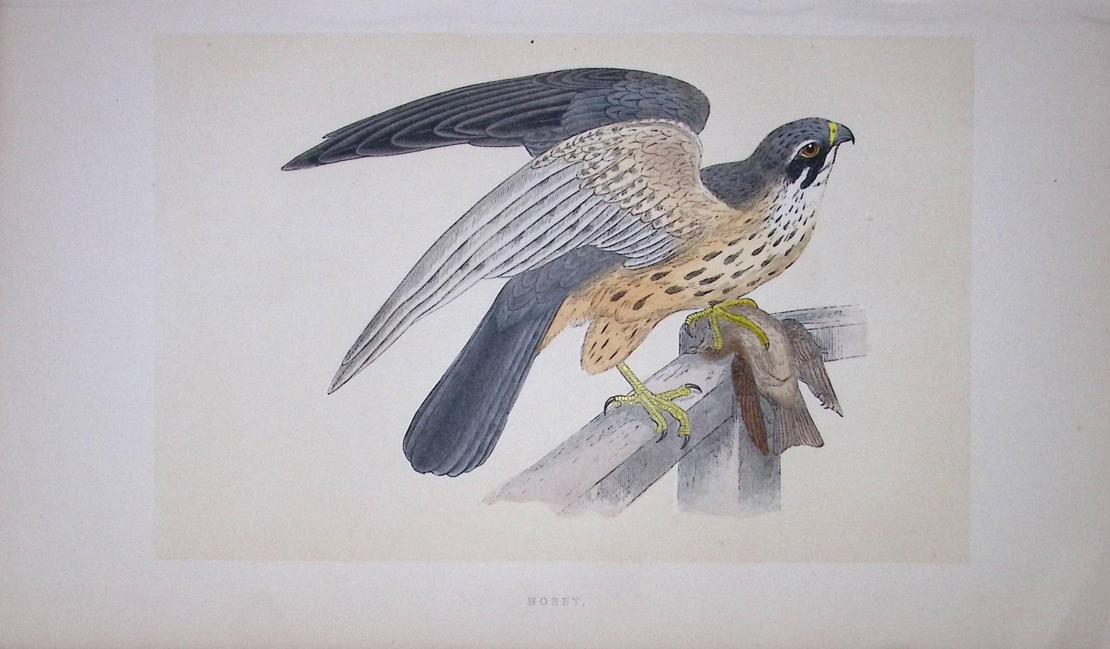 Hobby Bird- Rev Morris First Edition Antique Woodblock Engraving-14: Title: Hobby Bird- Rev Morris First Edition Antique Woodblock Engraving-14 Description: This Chromolithographic Woodblock Engraving Has Been Removed from a First Antique Edition of. Rev F O