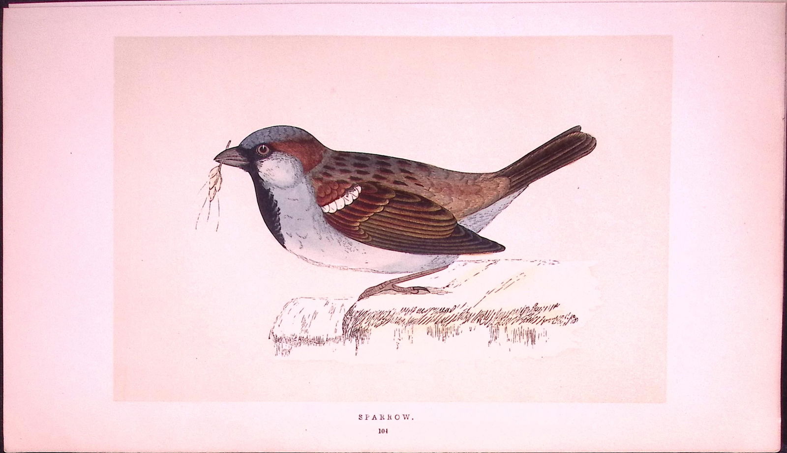 Sparrow Rev Morris First Edition Antique Woodblock Engraving-158: Title: Sparrow Rev Morris First Edition Antique Woodblock Engraving-158 Description: This Chromolithographic Woodblock Engraving Has Been Removed from a First Antique Edition of. Rev F O Morris