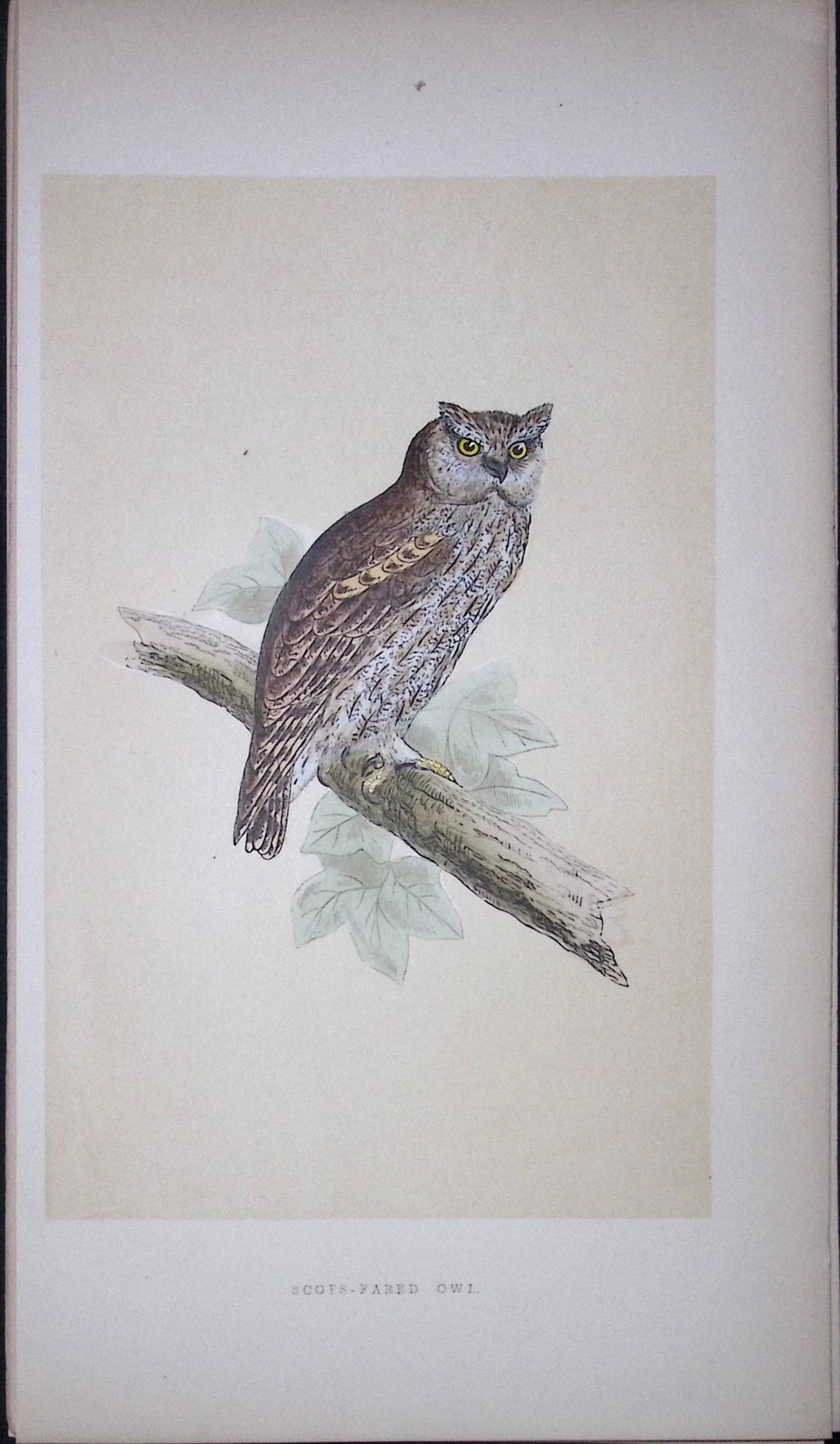 Scops-Fared Owl Bird- Rev Morris First Edition Antique Woodblock Engraving-26: Title: Scops-Fared Owl Bird- Rev Morris First Edition Antique Woodblock Engraving-26 Description: This Chromolithographic Woodblock Engraving Has Been Removed from a First Antique Edition of. 