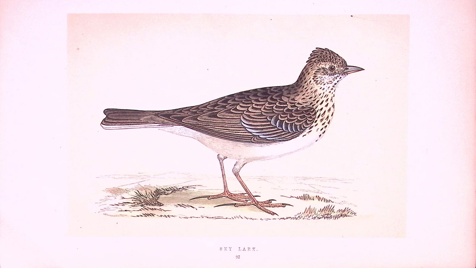 Sky Lark Rev Morris First Edition Antique Woodblock Engraving-146: Title: Sky Lark Rev Morris First Edition Antique Woodblock Engraving-146 Description: This Chromolithographic Woodblock Engraving Has Been Removed from a First Antique Edition of. Rev F O