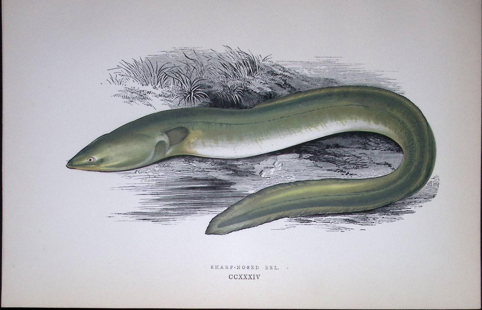 Sharp Nosed Eel Fish Scarce Antique 1877 J. Couch Woodblock Engraving-144: Title: Sharp Nosed Eel Fish Scarce Antique 1877 J. Couch Woodblock Engraving-144 Description: This Antique Original Coloured Woodblock Engraving Was Removed from An Edition of. History of The