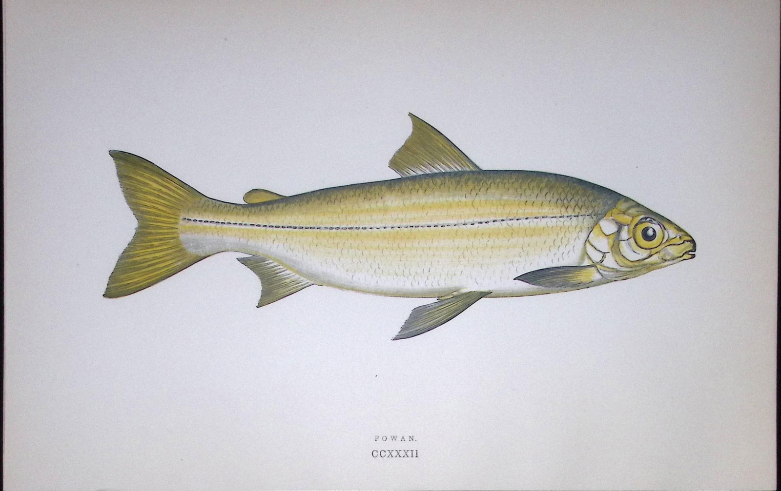 Powen Fish Scarce Antique 1877 J. Couch Woodblock Engraving-142 (1 of 1)