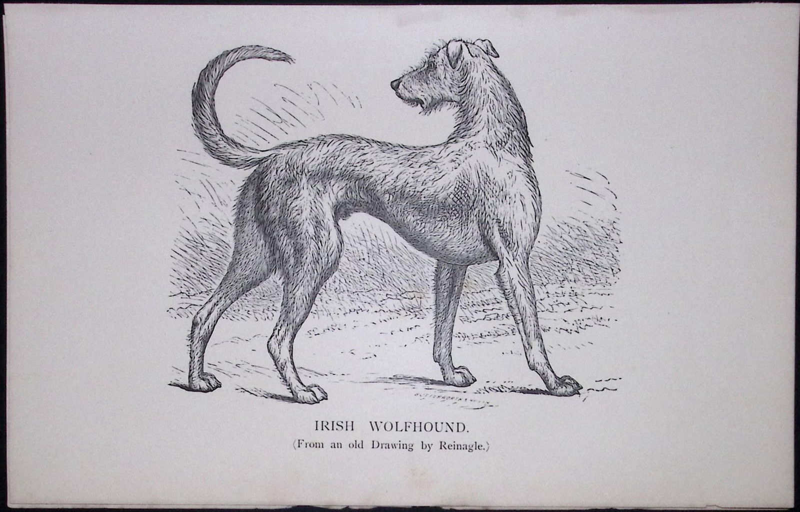 Irish Wolfhound Short British Dogs by Hugh Dalziel 1889 Antique Book Plate-18: Title: Irish Wolfhound Short British Dogs by Hugh Dalziel 1889 Antique Book Plate-18 Description: This Antique Book Plate Was Removed from a Edition of British Dogs by Hugh Dalziel 1