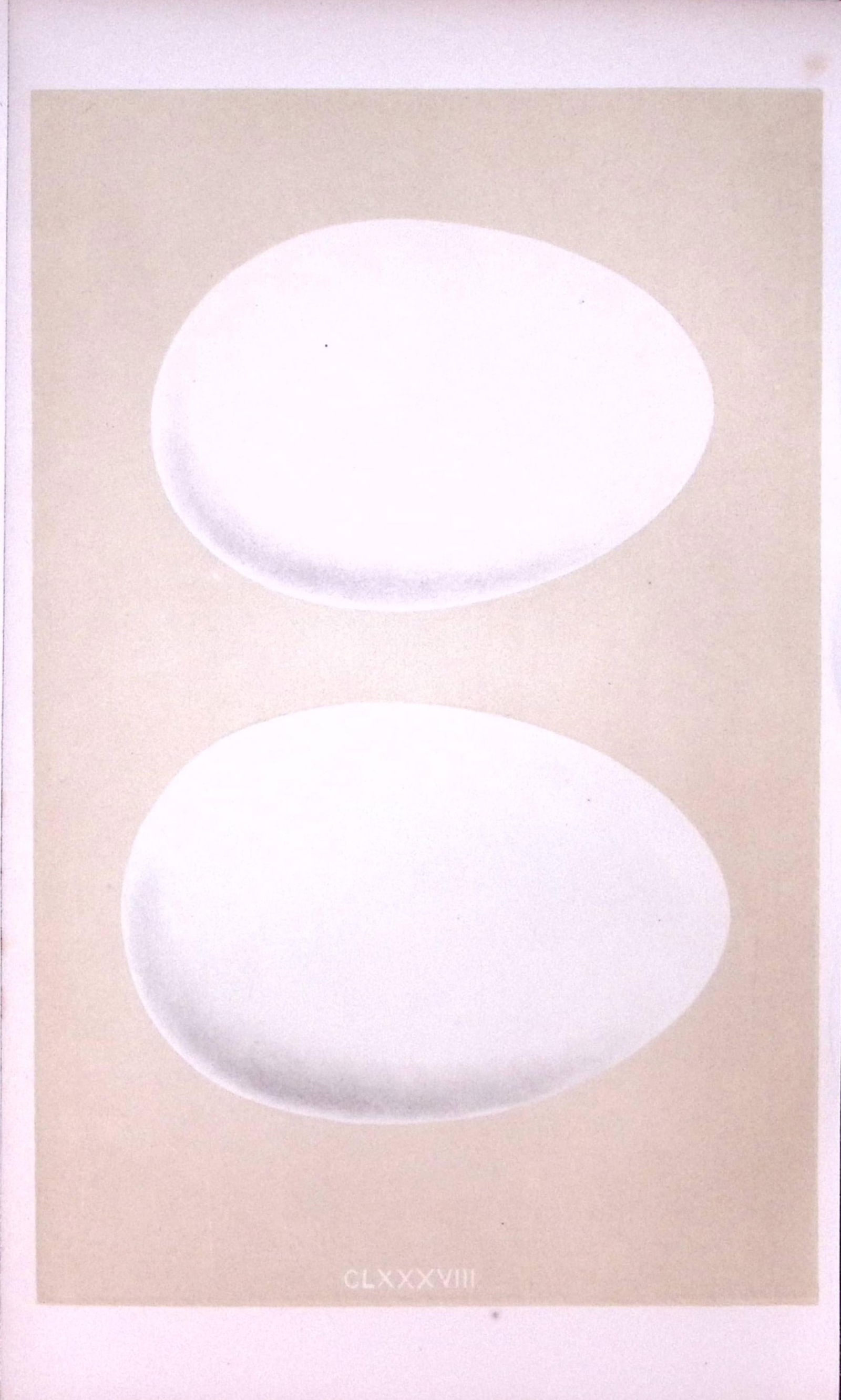 Bewick & Mute Swan Bird Egg- Rev Morris Antique Woodblock Engraving-24: Title: Bewick & Mute Swan Bird Egg- Rev Morris Antique Woodblock Engraving-24 Description: This Chromolithographic Woodblock Engraving Has Been Removed from a First Antique Editi