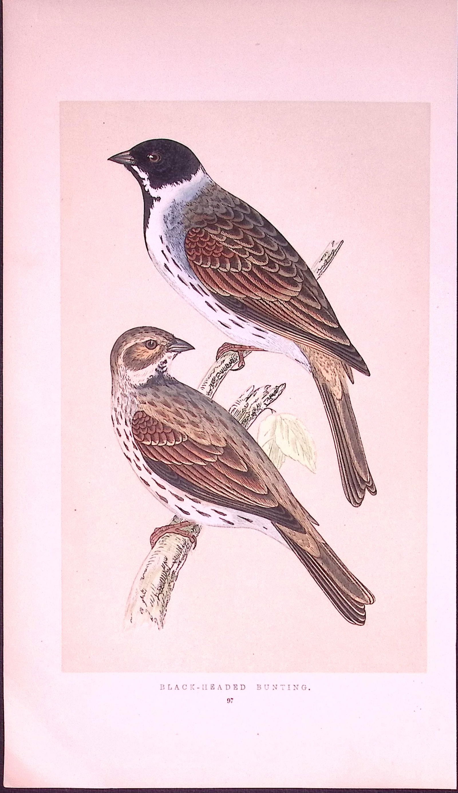 Black-Headed Bunting Rev Morris First Edition Antique Woodblock Engraving-151: Title: Black-Headed Bunting Rev Morris First Edition Antique Woodblock Engraving-151 Description: This Chromolithographic Woodblock Engraving Has Been Removed from a First Antique Edition of. 