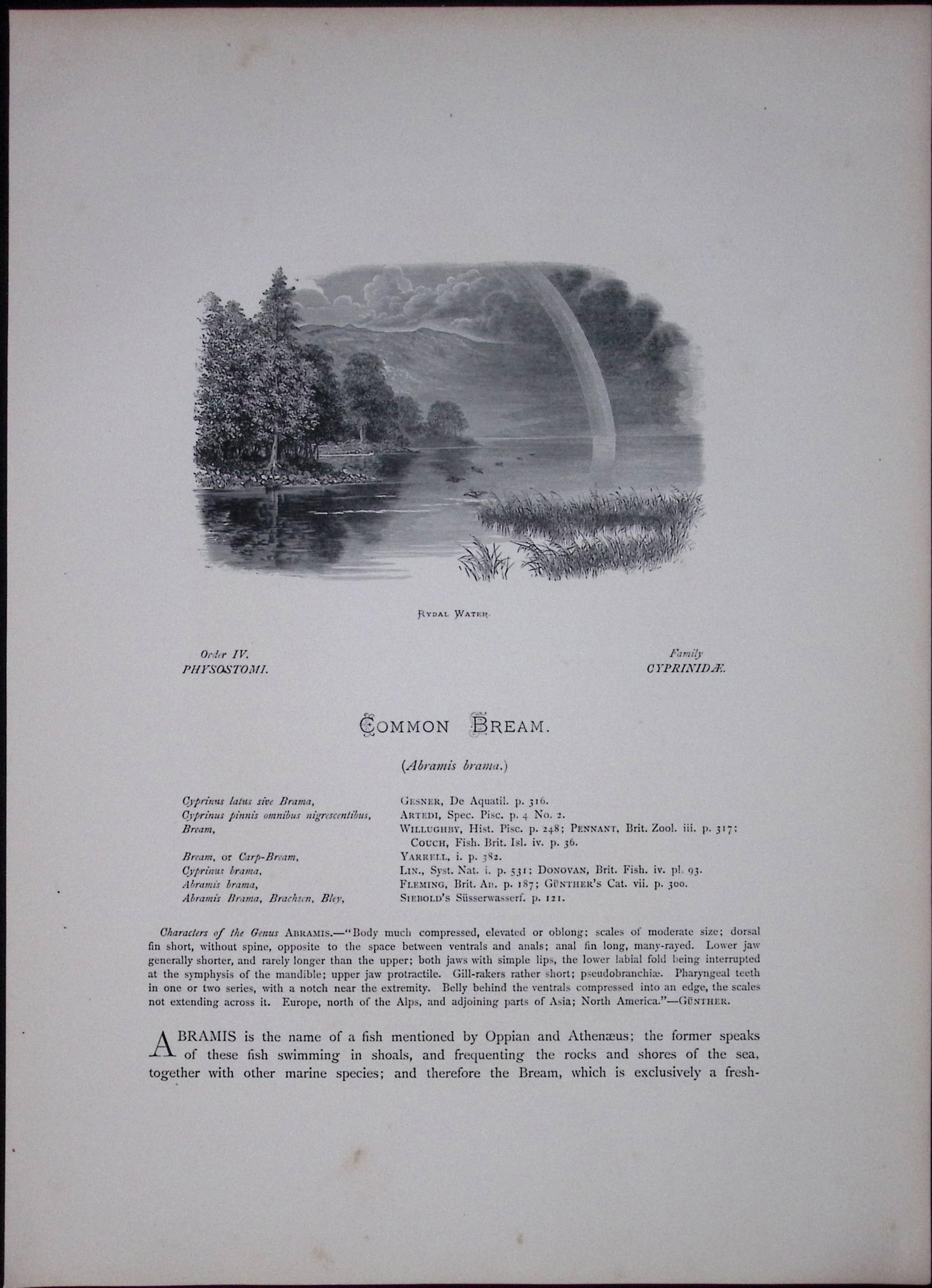 Common Bream Rev Houghton British Freshwater Fish 1879 Scarce Engraving-28 - 2