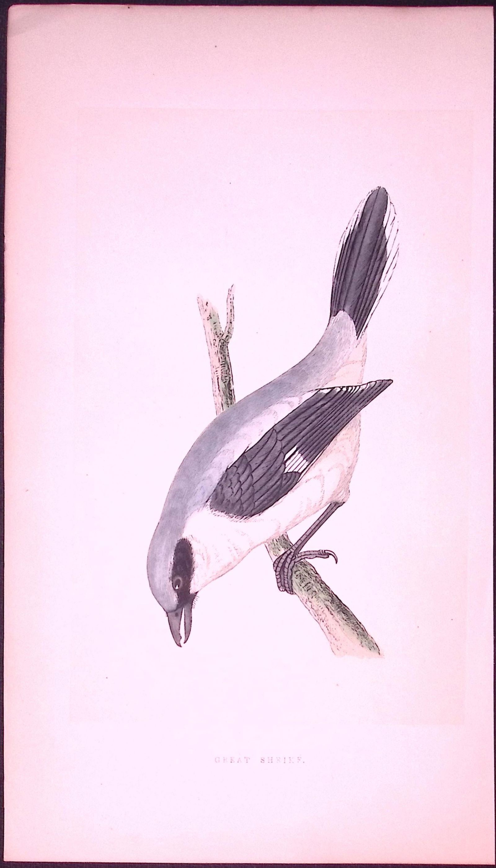Great Shrike Bird- Rev Morris First Edition Antique Woodblock Engraving-33: Title: Great Shrike Bird- Rev Morris First Edition Antique Woodblock Engraving-33 Description: This Chromolithographic Woodblock Engraving Has Been Removed from a First Antique Editi