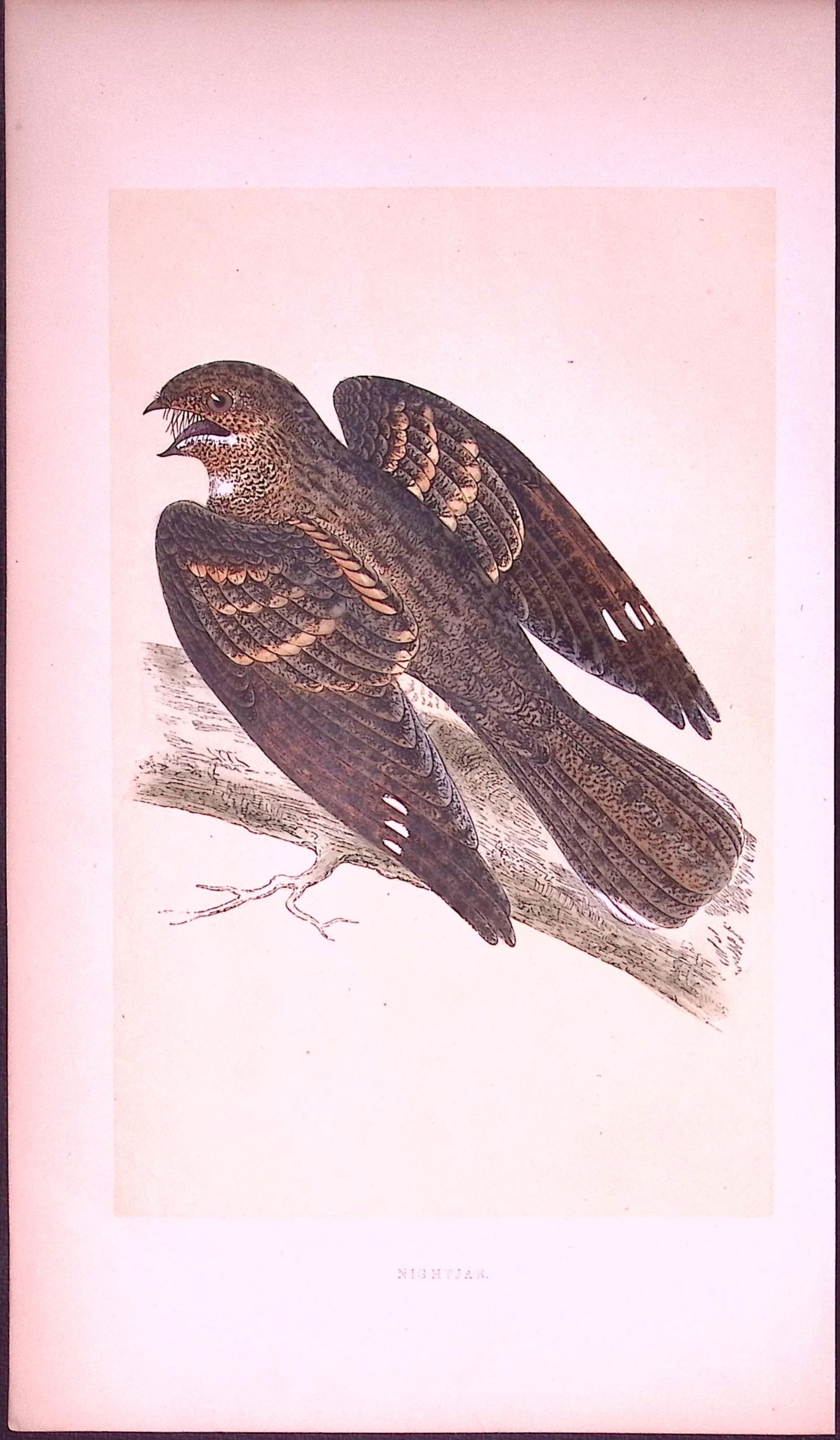 Nightjar Bird- Rev Morris First Edition Antique Woodblock Engraving-126: Title: Nightjar Bird- Rev Morris First Edition Antique Woodblock Engraving-126 Description: This Chromolithographic Woodblock Engraving Has Been Removed from a First Antique Edition of. Rev F O