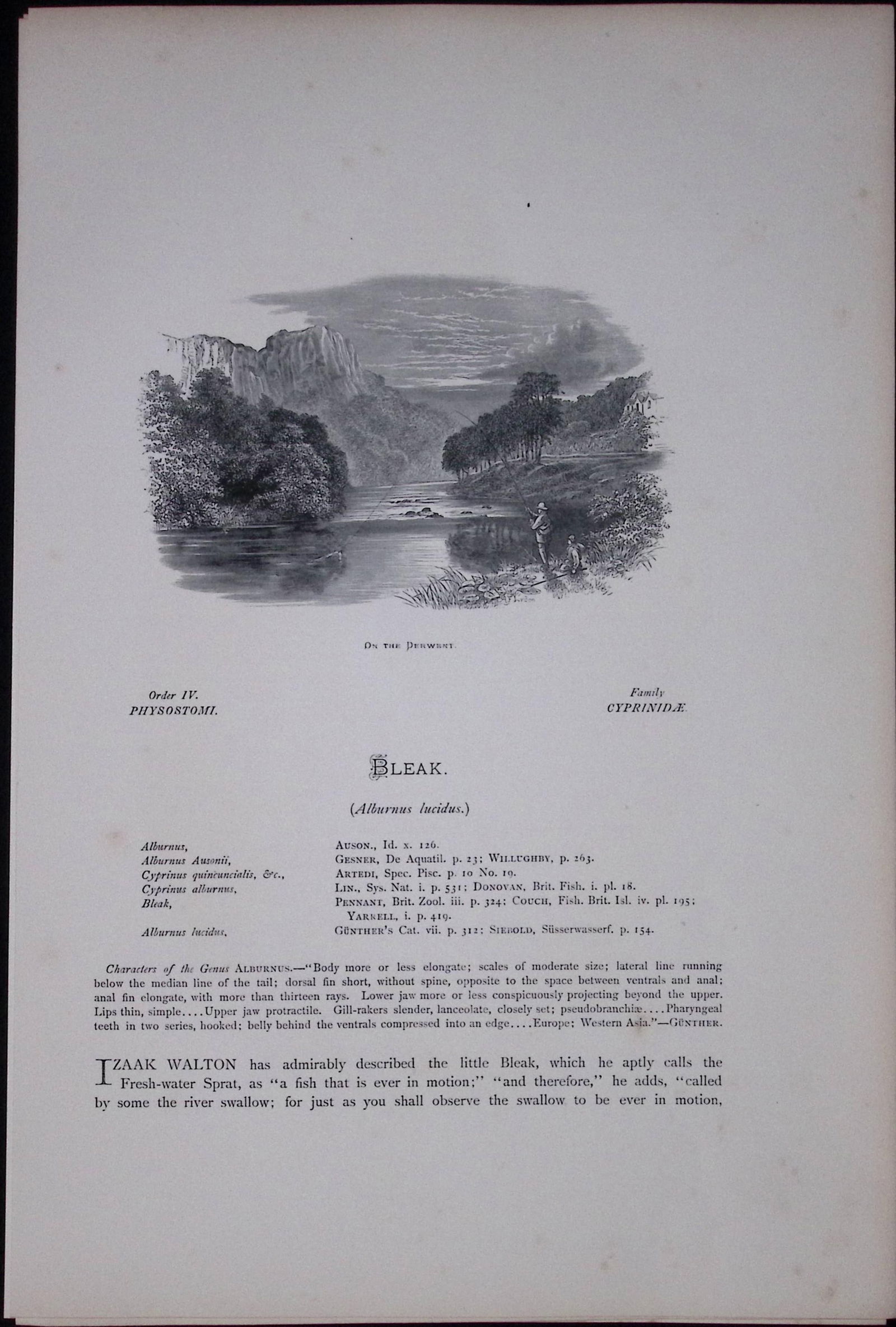 Loach, Minnow, Bleak Rev Houghton British Freshwater Fish 1879 Scarce Wood Engraving-26 - 2