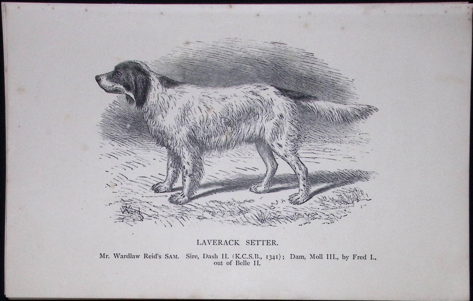 Laverack Setter British Dogs by Hugh Dalziel 1889 Antique Book Plate-30: Title: Laverack Setter British Dogs by Hugh Dalziel 1889 Antique Book Plate-30 Description: This Antique Book Plate Was Removed from a Edition of British Dogs by Hugh Dalziel 1889.