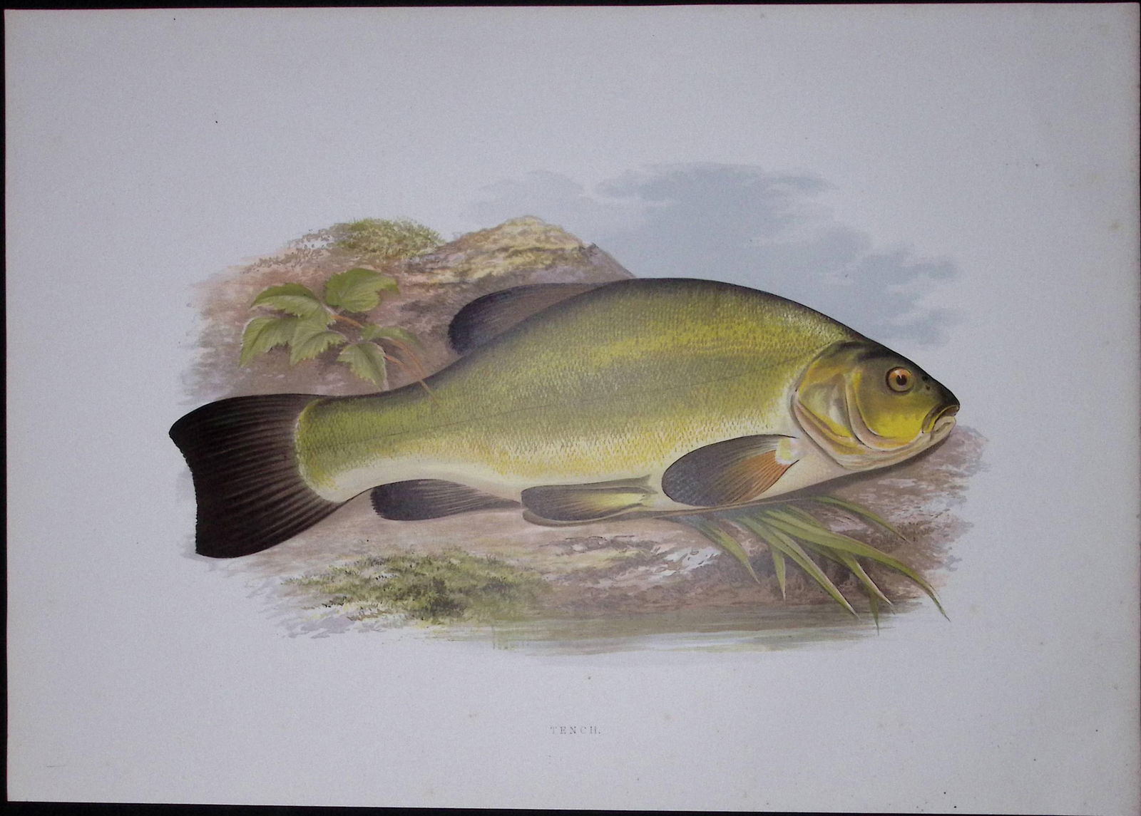 Tench Rev Houghton British Freshwater Fish 1879 Scarce Engraving-30: Title: Tench Rev Houghton British Freshwater Fish 1879 Scarce Engraving-30 Description: This First Edition Wood Engraving Print Was Removed from an Antique Edition. From The L