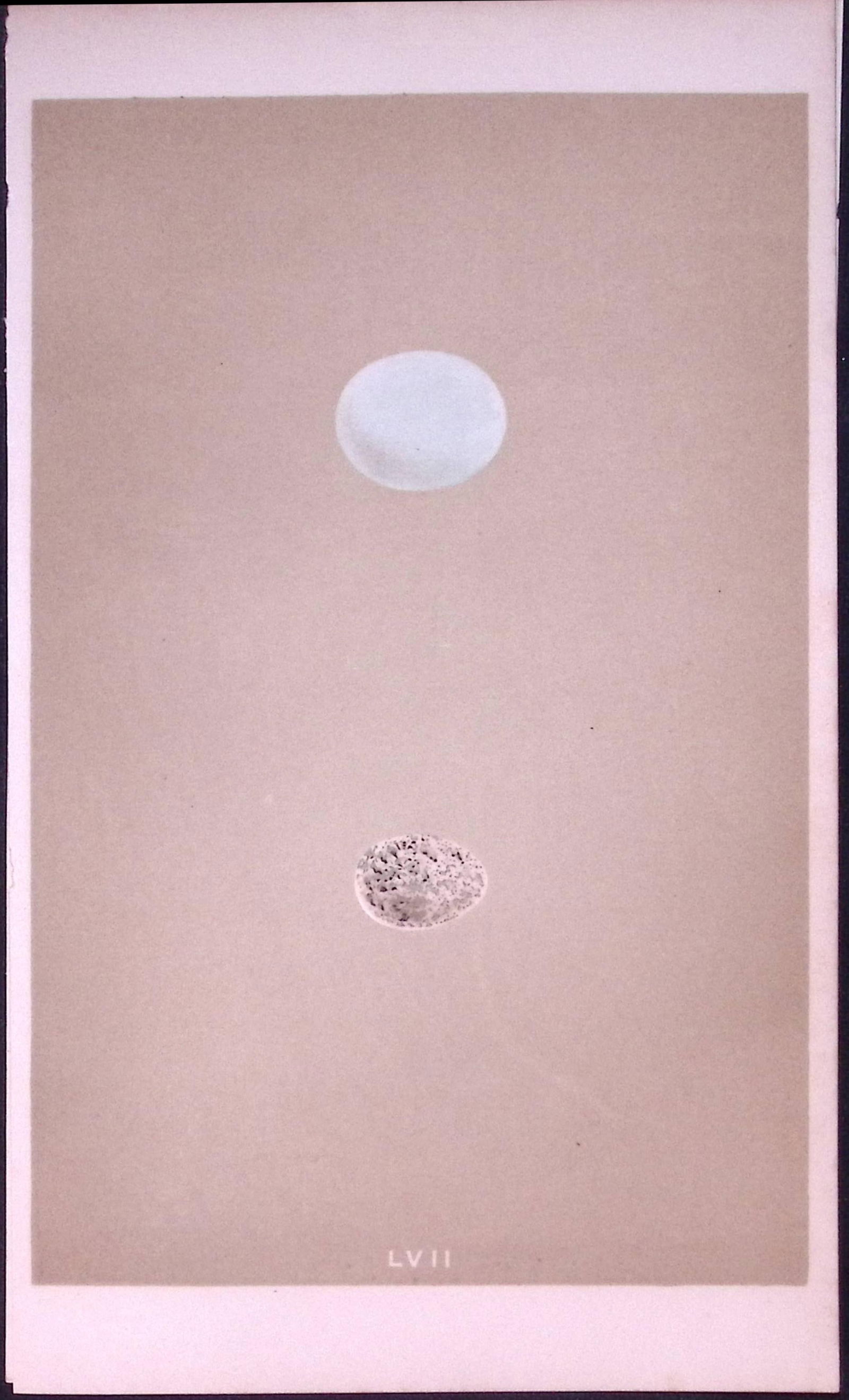 Yellow-Billed Cuckoo Bird Egg- Rev Morris Antique Woodblock Engraving-18: Title: Yellow-Billed Cuckoo Bird Egg- Rev Morris Antique Woodblock Engraving-18 Description: This Chromolithographic Woodblock Engraving Has Been Removed from a First Antique Edition