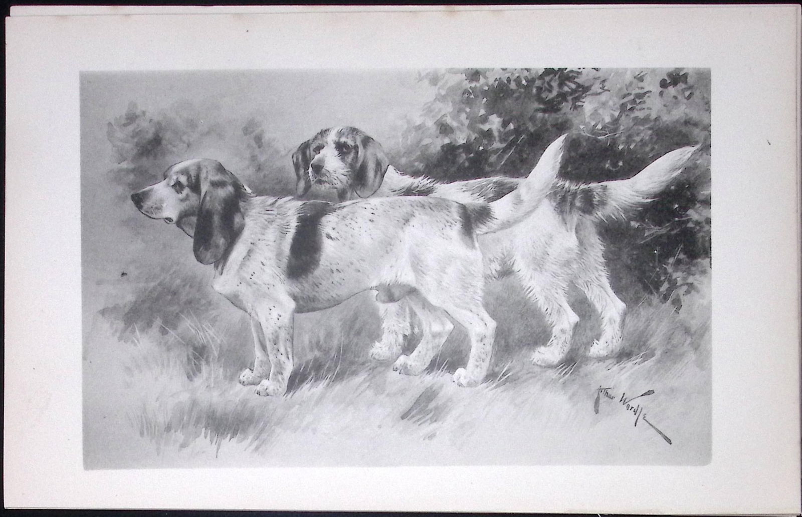 Beagles Antique Book Plate Rawdon Lee Modern Dogs 1893-26: Title: Beagles Antique Book Plate Rawdon Lee Modern Dogs 1893-26 Description: This Antique Book Plate Was Removed from an Edition of Modern Dogs by Rawdon Lee 1893. Each Print Measures Approx