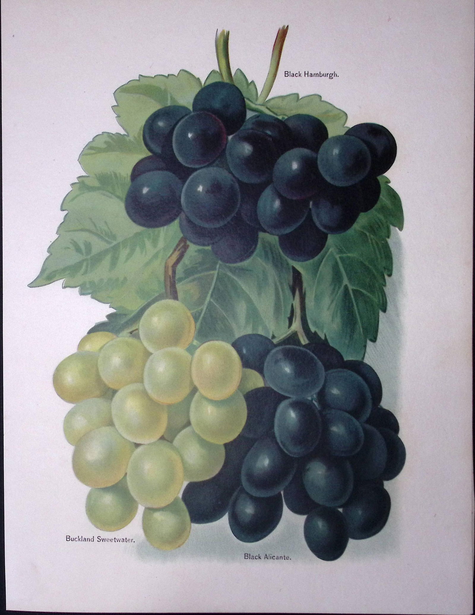 Grapes Black Hamburgh, Buckland Sweetwater, Black Alicante, Antique Mary Rivers Illustration-3.: Title: Grapes Black Hamburgh, Buckland Sweetwater, Black Alicante, Antique Mary Rivers Illustration-3. Description: This Chromolithographed Print Measure Approximately 10 X&nbs