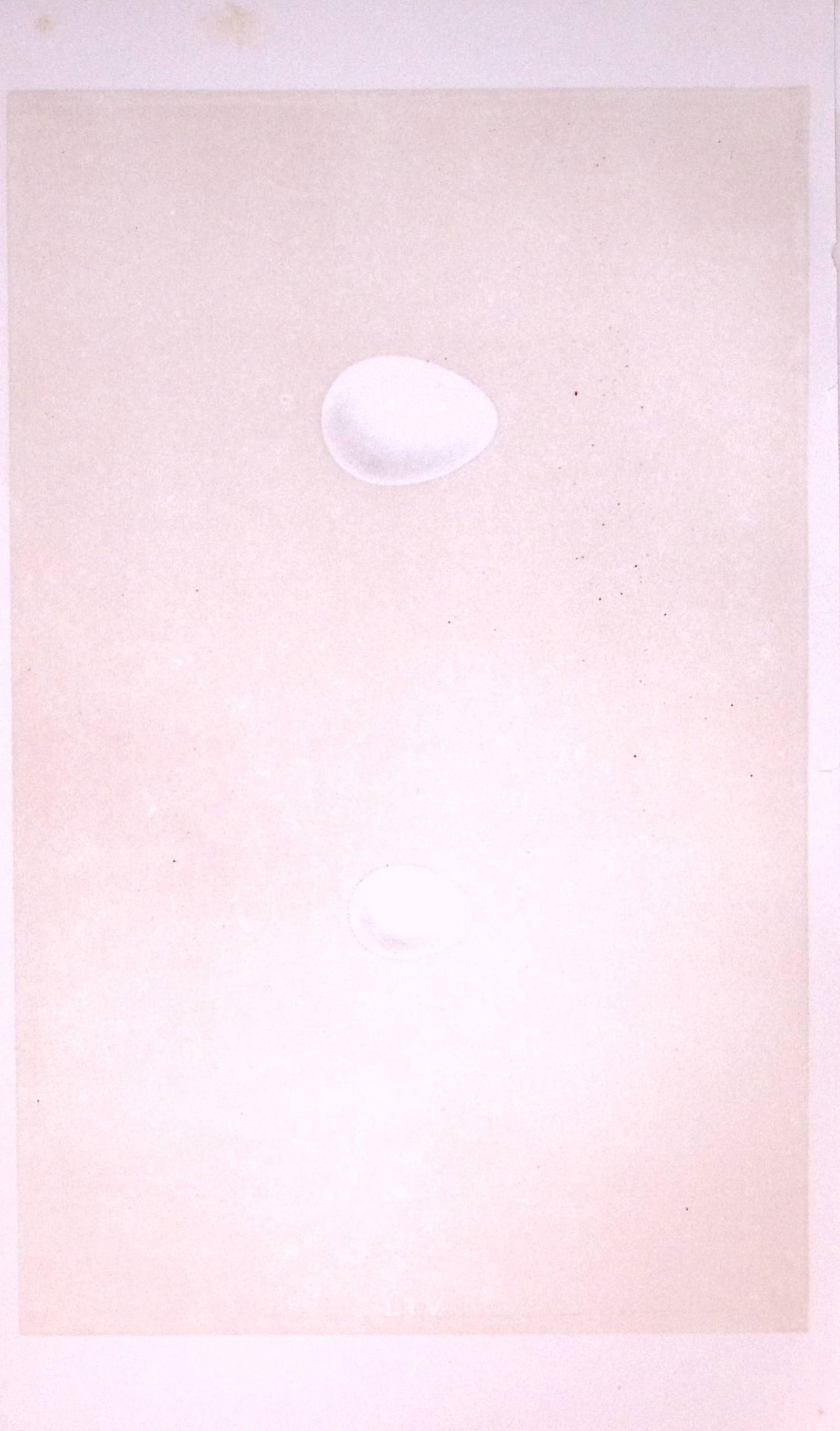 Great & Lesser Woodpecker Bird Egg- Rev Morris Antique Woodblock Engraving-17: Title: Great & Lesser Woodpecker Bird Egg- Rev Morris Antique Woodblock Engraving-17 Description: This Chromolithographic Woodblock Engraving Has Been Removed from a First Antique Edition