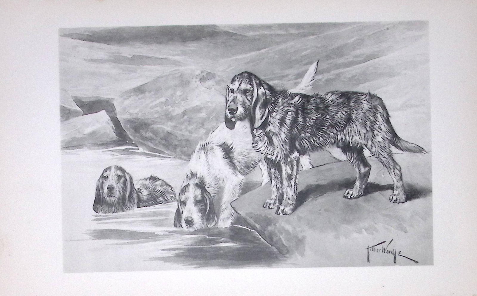 Outer Hounds Antique Book Plate Rawdon Lee Modern Dogs 1893-28: Title: Outer Hounds Antique Book Plate Rawdon Lee Modern Dogs 1893-28 Description: This Antique Book Plate Was Removed from an Edition of Modern Dogs by Rawdon Lee 1893. Each Print Measures