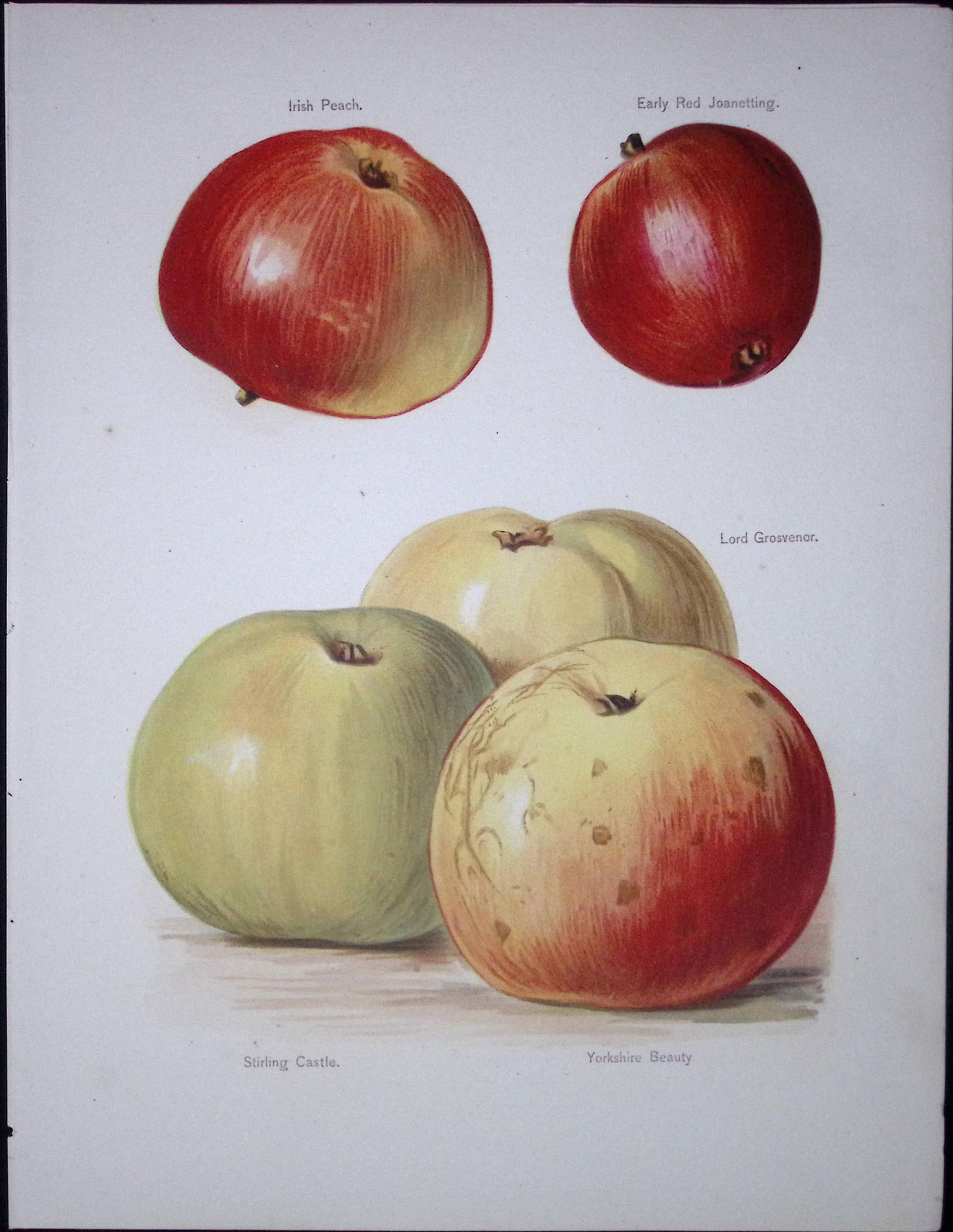 Apples-Irish Peach, Lord Grosvenor, Yorkshire Beauty, Antique Mary Rivers Fruit- Illustration-57: Title: Apples-Irish Peach, Lord Grosvenor, Yorkshire Beauty, Antique Mary Rivers Fruit- Illustration-57 Description: This Chromolithographed Print Measure Approximately 10 X&nb