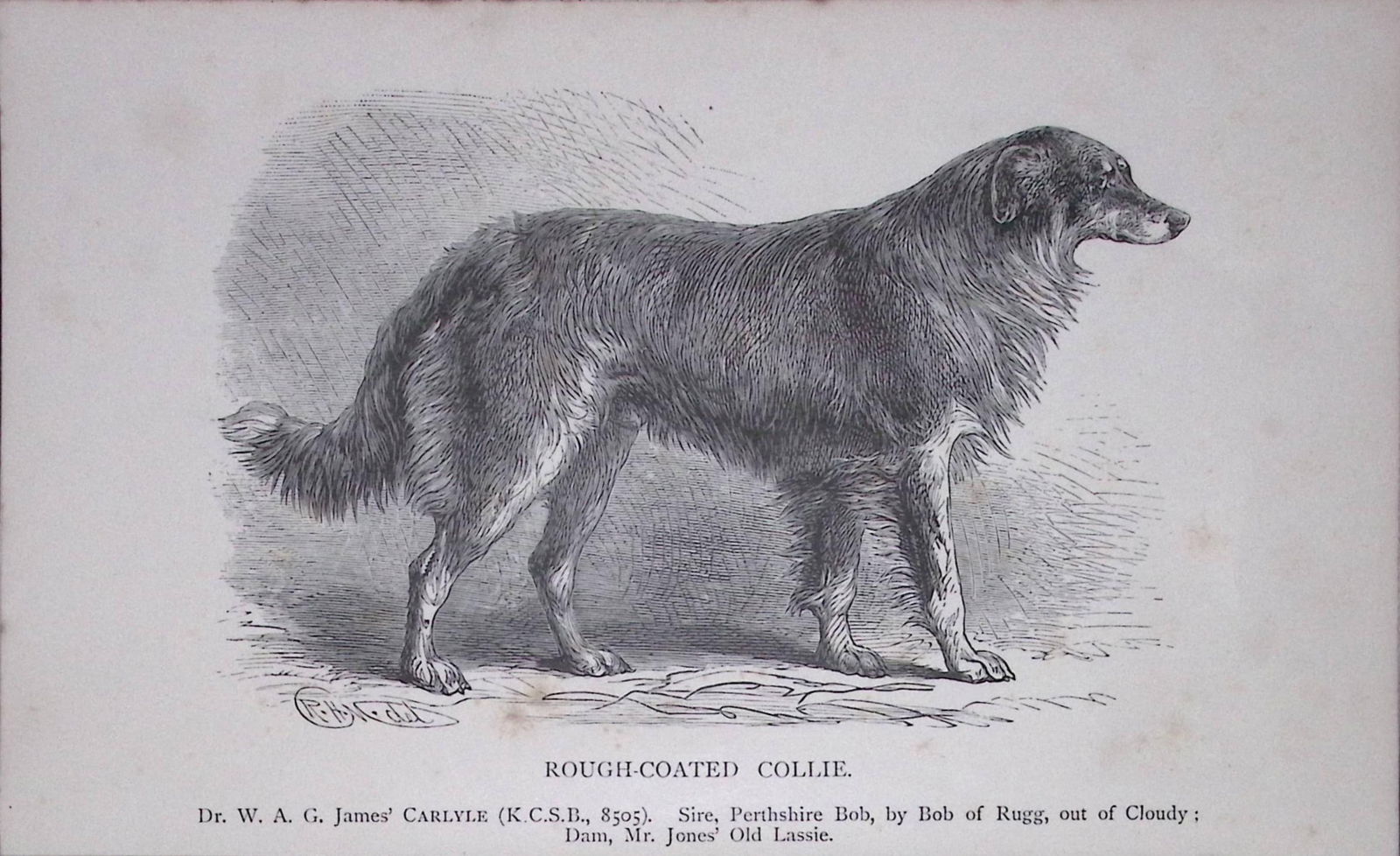 Rough Coated Collie British Dogs by Hugh Dalziel 1889 Antique Book Plate-38: Title: Rough Coated Collie British Dogs by Hugh Dalziel 1889 Antique Book Plate-38 Description: This Antique Book Plate Was Removed from a Edition of British Dogs by Hugh Dalziel 188