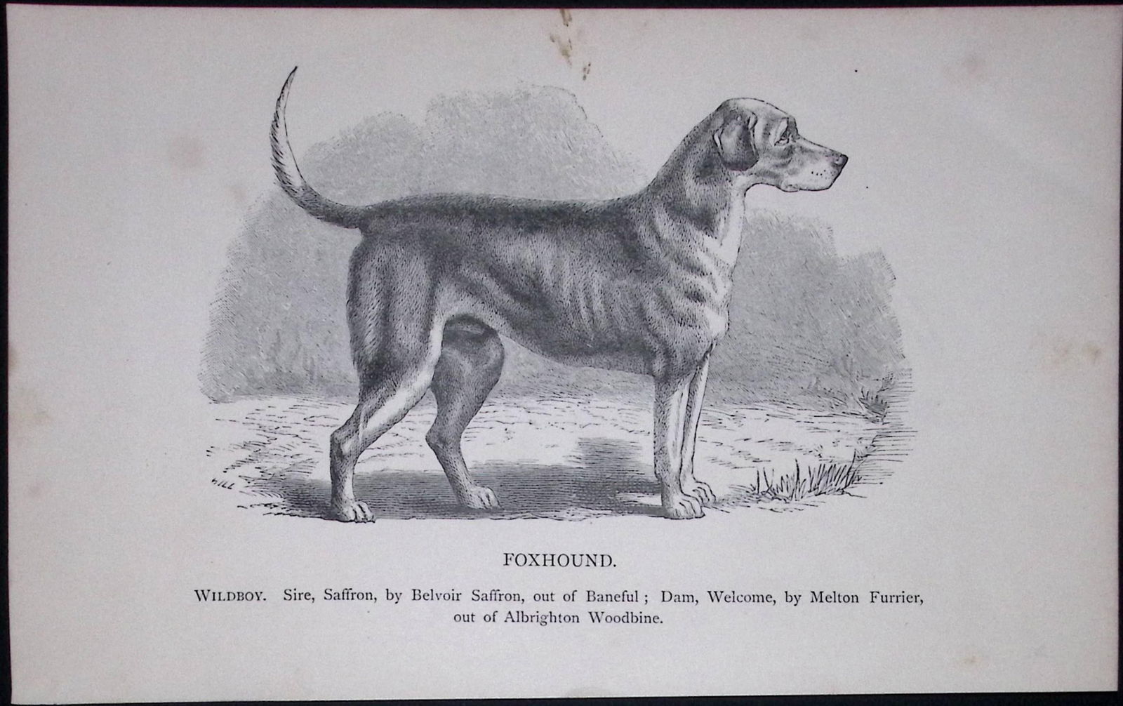 The Foxhound British Dogs by Hugh Dalziel 1889 Antique Book Plate-22: Title: The Foxhound British Dogs by Hugh Dalziel 1889 Antique Book Plate-22 Description: This Antique Book Plate Was Removed from a Edition of British Dogs by Hugh Dalziel 1889. <