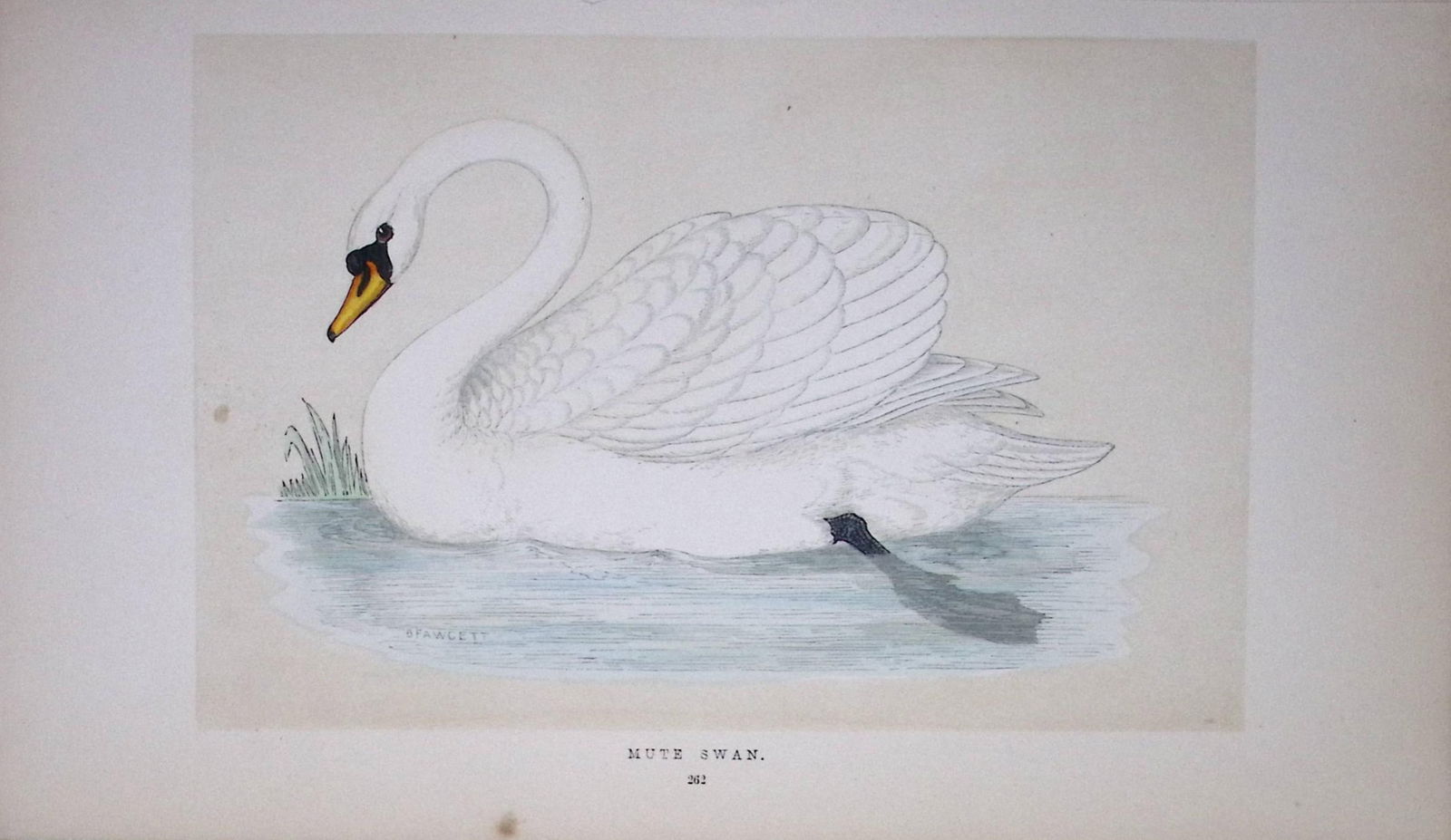 Mute Swan Bird- Rev Morris First Edition Antique Woodblock Engraving-81: Title: Mute Swan Bird- Rev Morris First Edition Antique Woodblock Engraving-81 Description: This Chromolithographic Woodblock Engraving Has Been Removed from a First Antique Edition