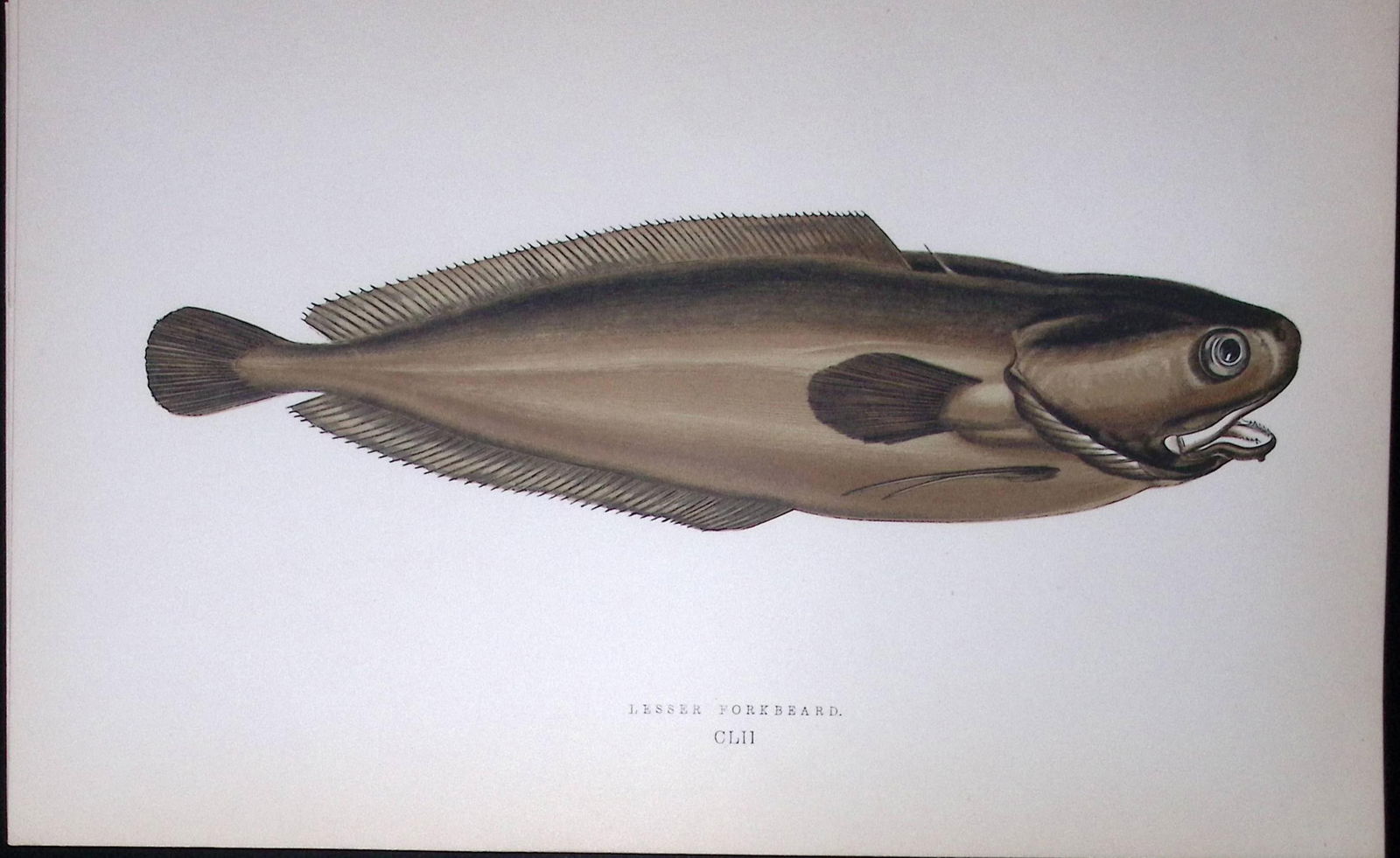 Lesser Forkbeard Fish Scarce Antique 1877 J. Couch Woodblock Engraving-79: Title: Lesser Forkbeard Fish Scarce Antique 1877 J. Couch Woodblock Engraving-79 Description: This Antique Original Coloured Woodblock Engraving Was Removed from An Edition of. History of The