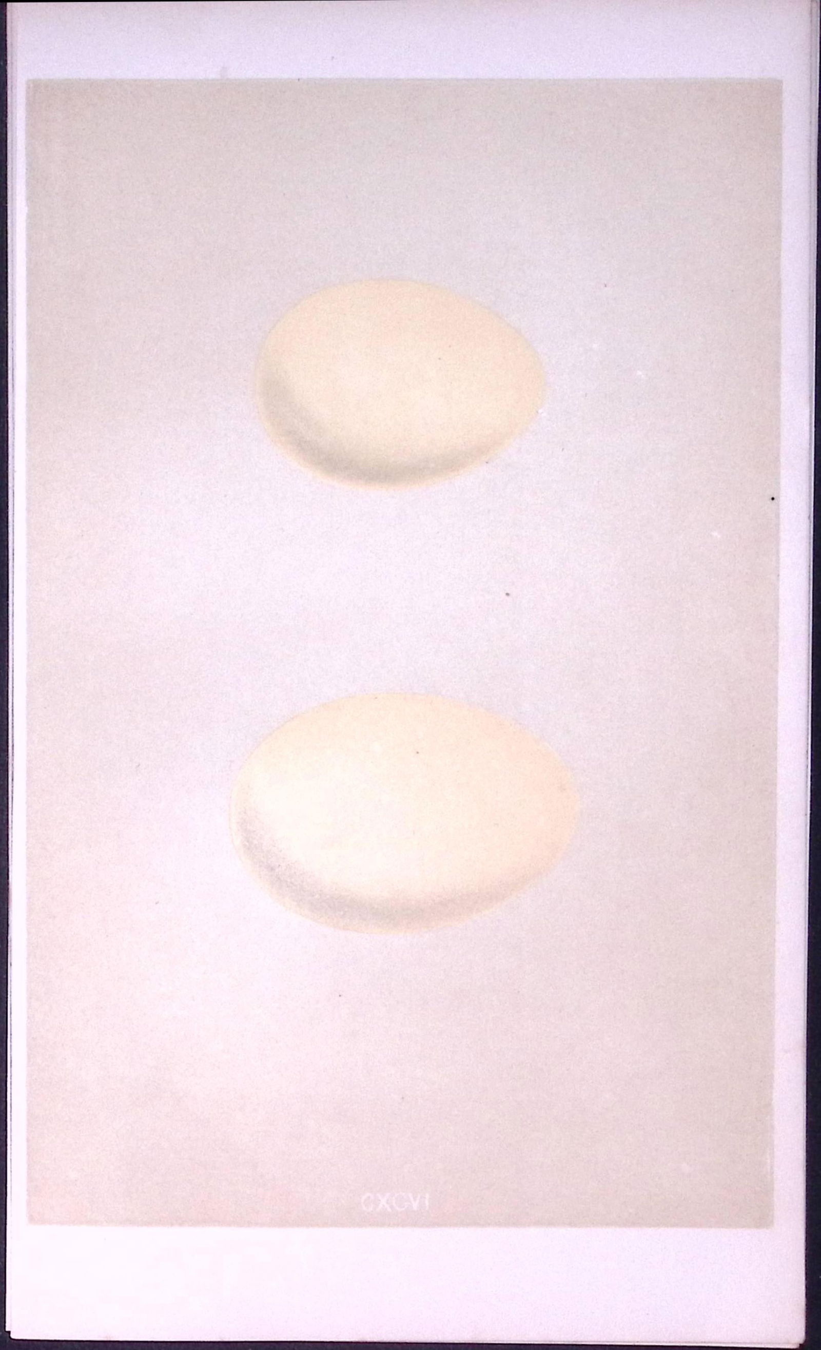 Ferruginous Duck Bird Egg- Rev Morris First Edition Antique Woodblock Engraving-28: Title: Ferruginous Duck Bird Egg- Rev Morris First Edition Antique Woodblock Engraving-28 Description: This Chromolithographic Woodblock Engraving Has Been Removed from a First Antiq