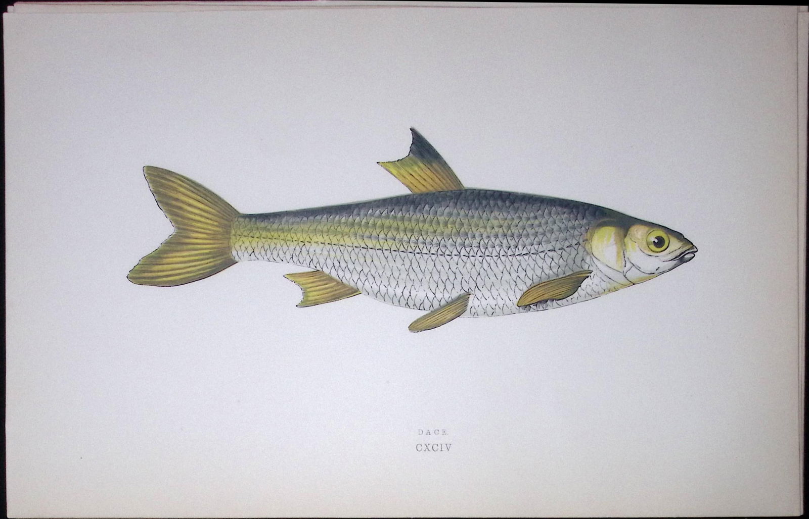Dace Fish Scarce Antique 1877 J. Couch Woodblock Engraving-130 (1 of 1)