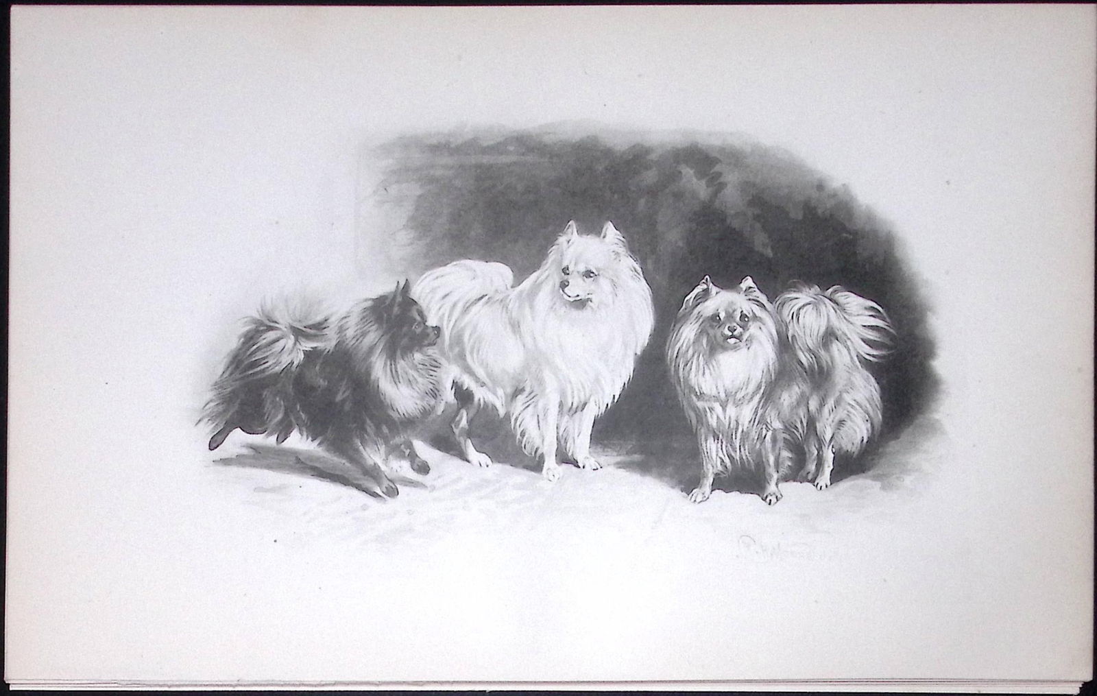 Pomeranians Antique Book Plate Rawdon Lee Modern Dogs 1894-19: Title: Pomeranians Antique Book Plate Rawdon Lee Modern Dogs 1894-19 Description: This Antique Book Plate Was Removed from an Edition of Modern Dogs by Rawdon Lee 1893. Each Print Measures