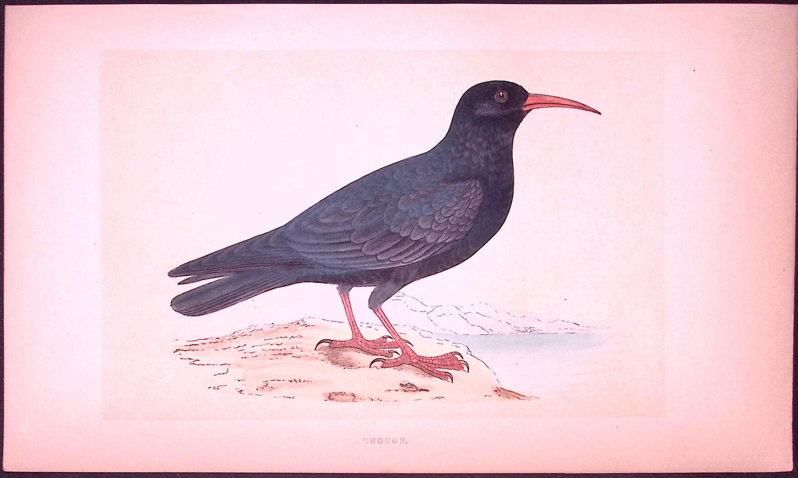 Chough Bird- Rev Morris First Edition Antique Woodblock Engraving-50: Title: Chough Bird- Rev Morris First Edition Antique Woodblock Engraving-50 Description: This Chromolithographic Woodblock Engraving Has Been Removed from a First Antique Edition of. Rev F O