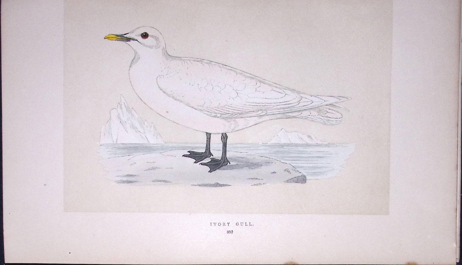 Ivory Gull Bird- Rev Morris First Edition Antique Woodblock Engraving-205: Title: Ivory Gull Bird- Rev Morris First Edition Antique Woodblock Engraving-205 Description: This Chromolithographic Woodblock Engraving Has Been Removed from a First Antique Editio