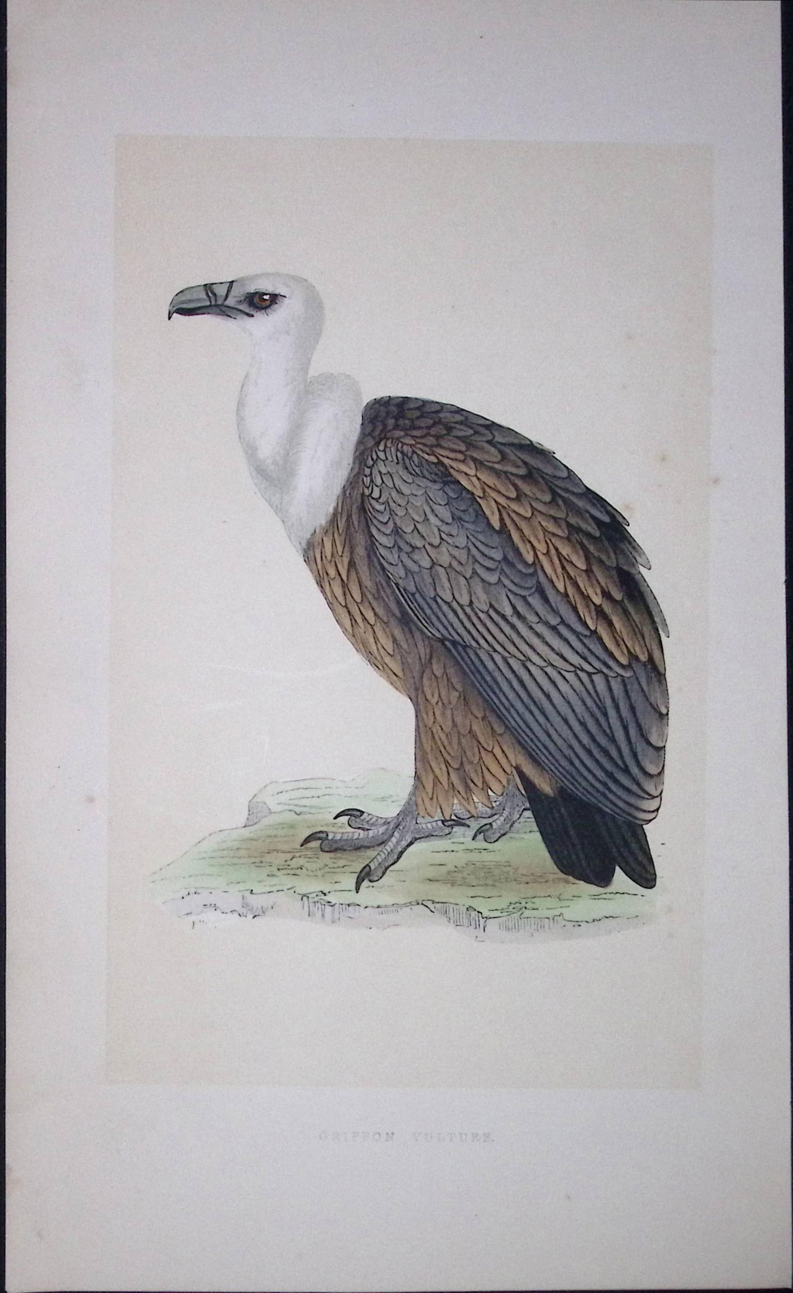 Griffin Vulture Bird- Rev Morris First Edition Antique Woodblock Engraving-1: Title: Griffin Vulture Bird- Rev Morris First Edition Antique Woodblock Engraving-1 Description: This Chromolithographic Woodblock Engraving Has Been Removed from a First Antique Edi