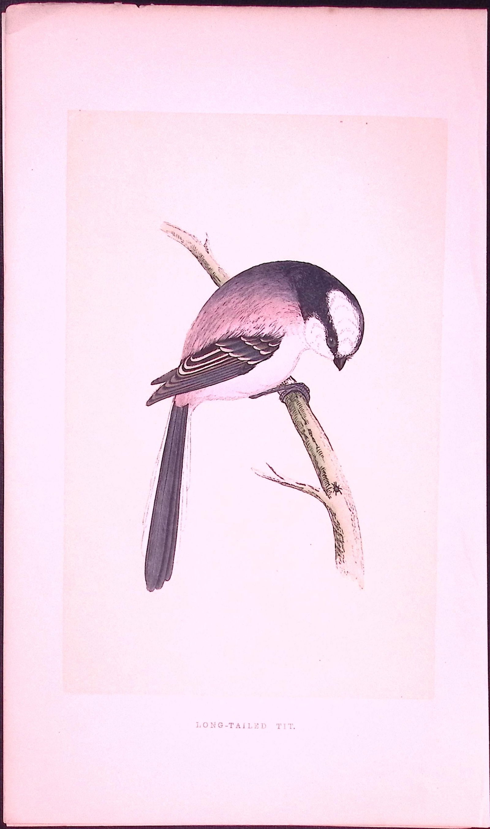 Long-Tailed Tit Bird- Rev Morris First Edition Antique Woodblock Engraving-41: Title: Long-Tailed Tit Bird- Rev Morris First Edition Antique Woodblock Engraving-41 Description: This Chromolithographic Woodblock Engraving Has Been Removed from a First Antique Ed