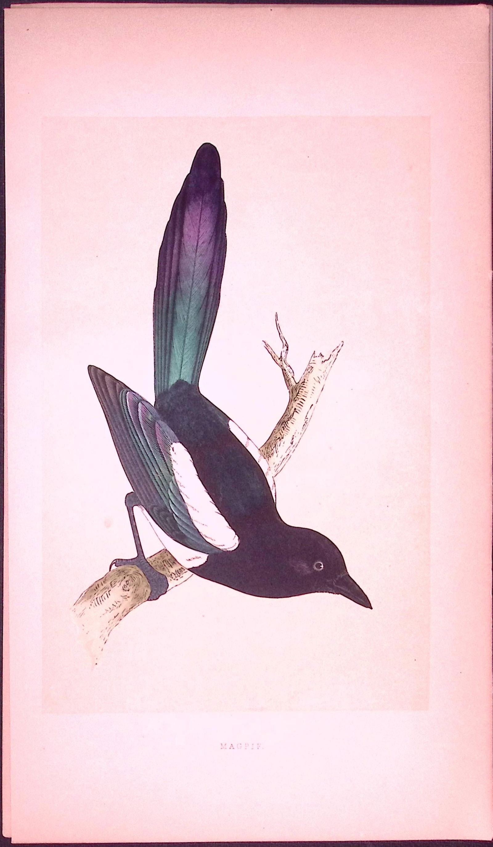 Magpie Bird- Rev Morris First Edition Antique Woodblock Engraving-55: Title: Magpie Bird- Rev Morris First Edition Antique Woodblock Engraving-55 Description: This Chromolithographic Woodblock Engraving Has Been Removed from a First Antique Edition of.