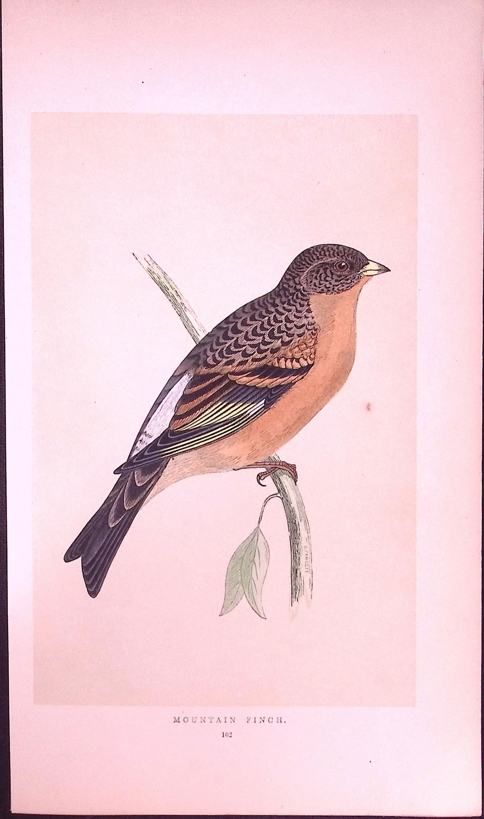 Mountain Finch Rev Morris First Edition Antique Woodblock Engraving-156: Title: Mountain Finch Rev Morris First Edition Antique Woodblock Engraving-156 Description: This Chromolithographic Woodblock Engraving Has Been Removed from a First Antique Edition