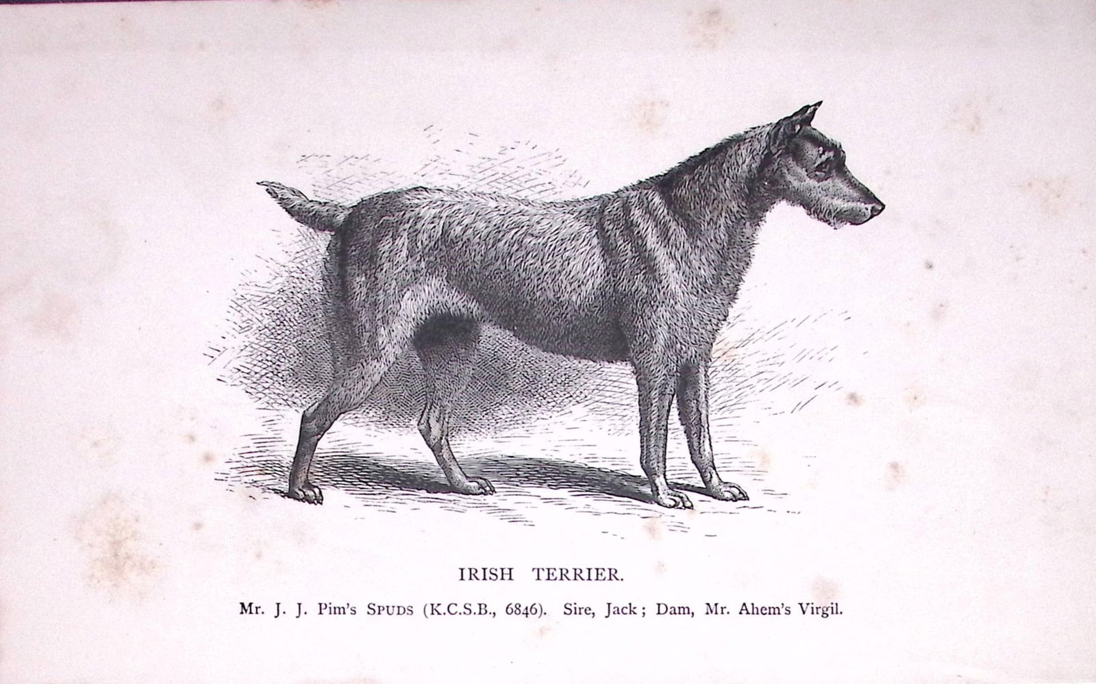 Irish Terrier British Dogs by Hugh Dalziel 1889 Antique Book Plate-64: Title: Irish Terrier British Dogs by Hugh Dalziel 1889 Antique Book Plate-64 Description: This Antique Book Plate Was Removed from a Edition of British Dogs by Hugh Dalziel 1889.